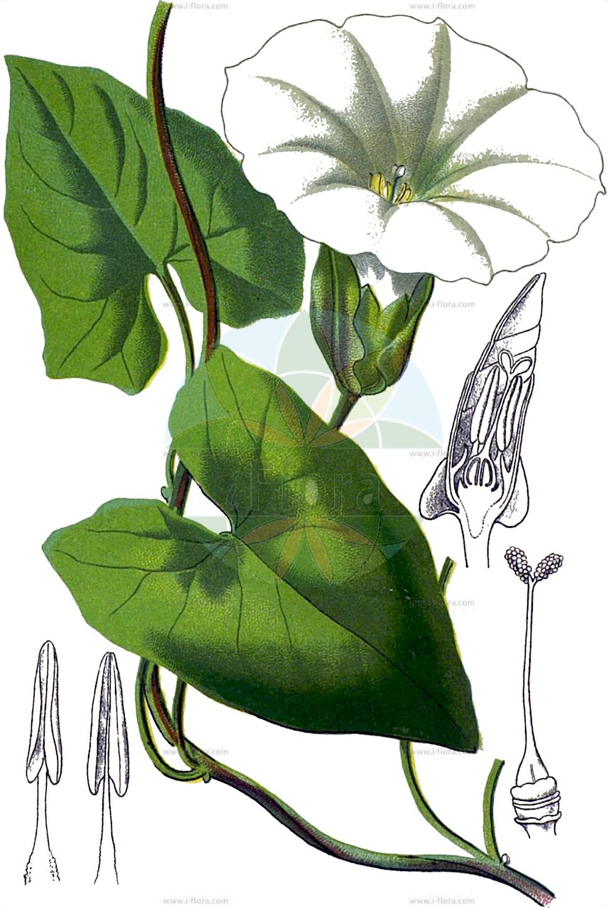Calystegia sepium - Convolvulaceae,Plantae,Pteridobiotina,Angiosperms,Solanales,Convolvulaceae,Calystegia,Calystegia sepium,Calystegia sepium var. sepium, Convolvulus sepium, Volvulus sepium,Gewöhnliche Zaunwinde;Rosablütige Zaunwinde;Echte Zaunwinde;hedge bindweed;bellbine;bugle vine;great bindweed;greater bindweed;heavenly trumpets;hedge false bindweed;larger bindweed;sea bindweed;shortstalk false bindweed;Liseron des haies;calystégie des haies;campanette;chemise;clochette;évenille;grand lignot;grand liseron;grande vrillée;liset;manchette de la Vierge;manchette de Notre-Dame;correguela mayor;campanilla blanca;yedra de campanas;suspiro;hiedra de campanas;campanilla de enredadera;corredera;corregüela mayor;correhuela mayor;corretiella;enredadera;Vilucchio bianco;Vilucchione;vilucchio maggiore;vilucchio delle siepi;campanelle;convolvolo delle siepi;gewoone haagwinde;gewone haagwinde;haagwinde;heggerank;corriola-das-sebes;bons-dias;campainhas-brancas;corrigiola-maior;corriola-grande;corriola-maior;madrugada;trepadeira;trepadeira-das-balsas;trepadeira-das-sebes;trepadeira-dos-tapumes;повой заборный;çit sarmaşığı;dredhje;gështalla e gardhave;corretjola gran;corretjola grossa;obični ladolež;gewoone hågwinde;snårvinda;gærdesnerle;kielisznik zaroślowy;hirohahirugao;ヒロハヒルガオ;navadni plotni slak;sövényszulák;opletník plotní;cupa-vacii;povoja plotná;плетуха звичайна;обикновкено чадърче;ограден ладолеж;tara-seatapp;žogu dižtītenis;strandvindel;karhunköynnös;велики слак;chavalballan hammesuchot;חֲבַלְבַּלַּן הַמְּשׂוּכוֹת;patvorinė vynioklė;μεγάλη κεριπλοκάδα