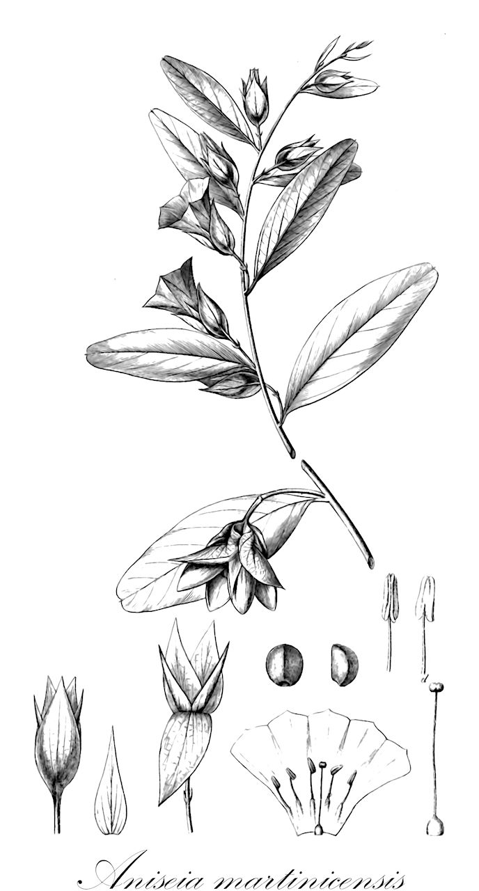 Aniseia martinicensis - Convolvulaceae,Plantae,Pteridobiotina,Angiosperms,Solanales,Convolvulaceae,Aniseia,Aniseia martinicensis,Aniseia carnea, Aniseia cernua, Aniseia cernua f. parviflora, Aniseia cernua var. glabra, Aniseia emarginata, Aniseia ensifolia, Aniseia ensifolia var. minor, Aniseia martinicensis var. ambigua, Aniseia martinicensis var. martinicensis, Aniseia martinicensis var. nitens, Aniseia nitens, Aniseia salicifolia, Aniseia tomentosa, Aniseia uniflora, Calystegia mucronata, Convolvulus bentira, Convolvulus emarginata, Convolvulus linkii, Convolvulus martinicensis, Convolvulus martinicensis var. cernuus, Convolvulus martinicensis var. nitens, Convolvulus pterocarpus, Convolvulus rheedii, Convolvulus salicifolius, Convolvulus uniflorus, Ipomoea cernua f. acutifolia, Ipomoea cernua f. obtusifolia, Ipomoea cernua f. paraguariensis, Ipomoea cernua subf. subsericea, Ipomoea cernua var. genuina, Ipomoea lanceolata, Ipomoea martinicensis, Ipomoea pterocarpa, Ipomoea ruysseni, Ipomoea salicifolia, Ipomoea uniflora, Jacquemontia chiapensis, Tirtalia emarginata