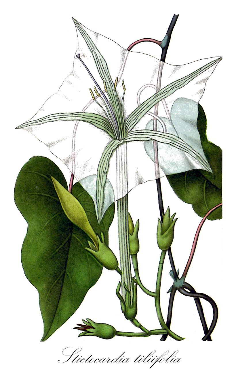 Stictocardia tiliifolia - Convolvulaceae,Plantae,Pteridobiotina,Angiosperms,Solanales,Convolvulaceae,Stictocardia,Stictocardia tiliifolia,Argyreia tiliifolia, Convolvulus tiliifolius, Ipomoea tiliifolia, Rivea tiliifolia
