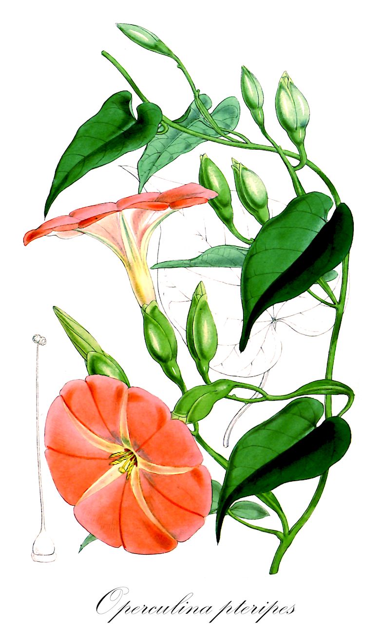 Operculina pteripes - Convolvulaceae,Plantae,Pteridobiotina,Angiosperms,Solanales,Convolvulaceae,Operculina,Operculina pteripes,Calonyction pteripes, Calonyction pterodes, Ipomoea alatipes, Ipomoea rhodocalyx, Operculina alatipes, Operculina lancifolia, Operculina pteropis, Operculina rhodocalyx, Operculina rubicunda