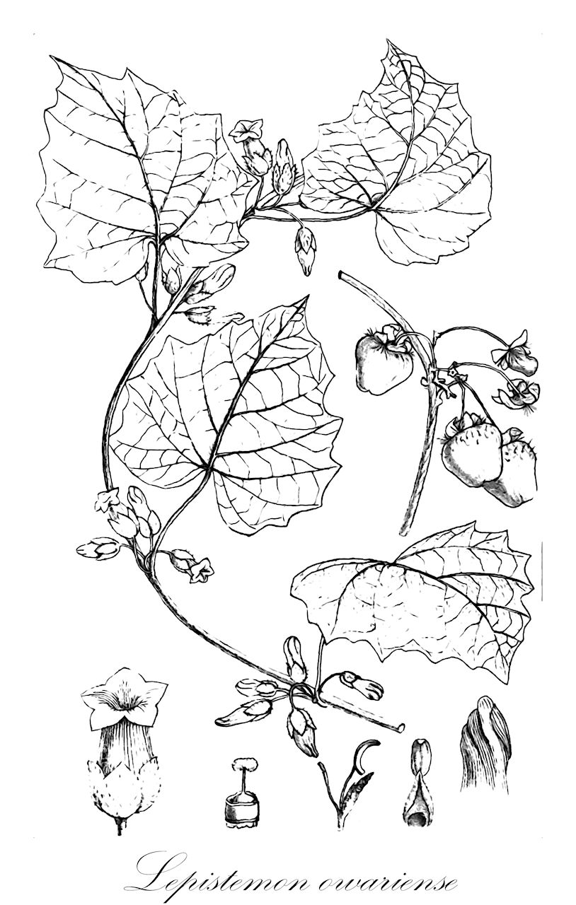 Lepistemon owariense - Convolvulaceae,Plantae,Pteridobiotina,Angiosperms,Solanales,Convolvulaceae,Lepistemon,Lepistemon owariense