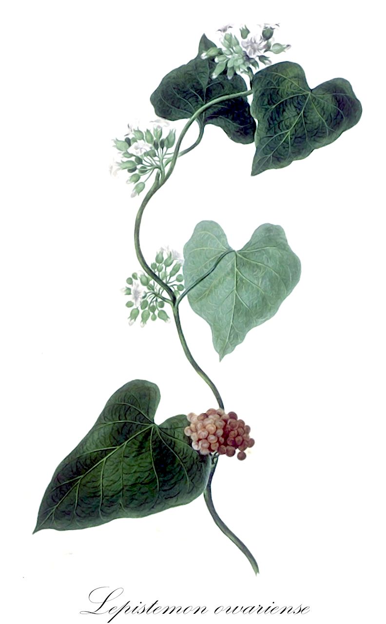 Lepistemon owariense - Convolvulaceae,Plantae,Pteridobiotina,Angiosperms,Solanales,Convolvulaceae,Lepistemon,Lepistemon owariense