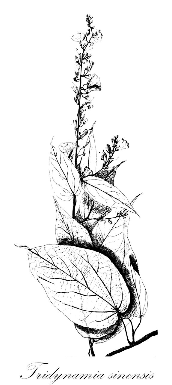 Tridynamia sinensis - Convolvulaceae,Plantae,Pteridobiotina,Angiosperms,Solanales,Convolvulaceae,Tridynamia,Tridynamia sinensis,Porana sinensis