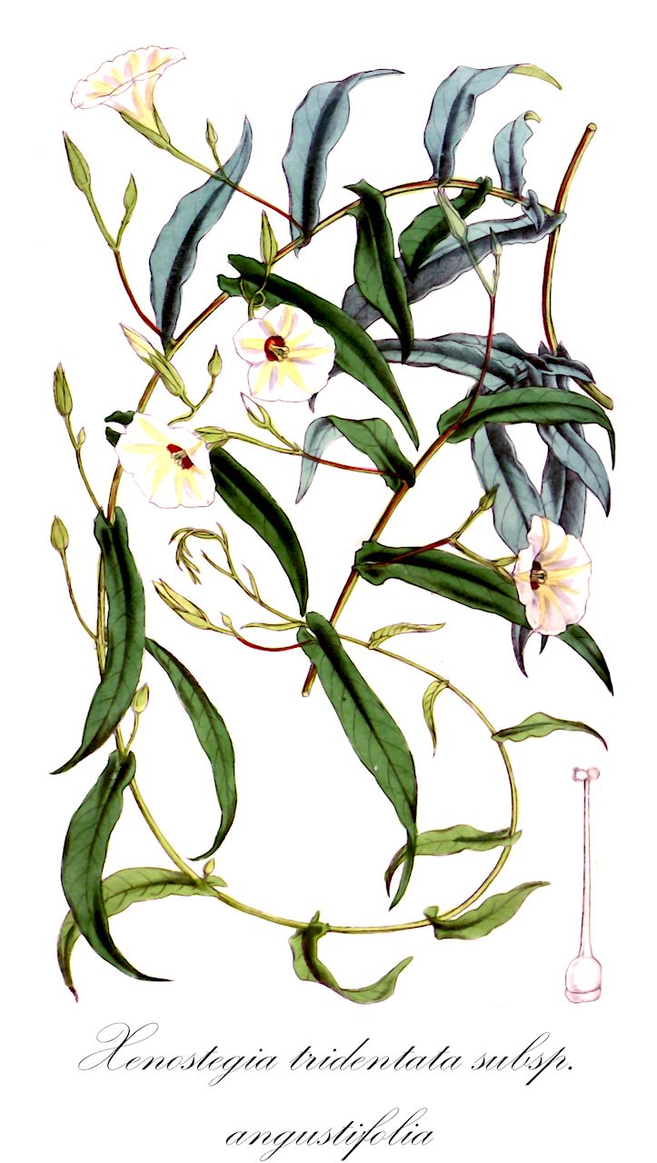 Xenostegia tridentata subsp. angustifolia - Convolvulaceae,Plantae,Pteridobiotina,Angiosperms,Solanales,Convolvulaceae,Xenostegia,Xenostegia tridentata,Xenostegia tridentata subsp. angustifolia,Convolvulus angustifolius, Convolvulus filicaulis, Ipomoea angustifolia, Ipomoea bidentata, Ipomoea filicaulis, Merremia angustifolia