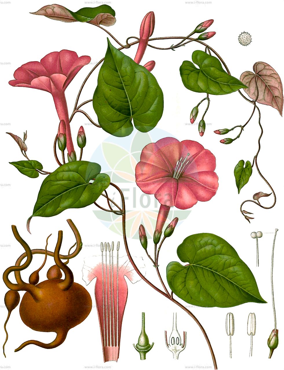 Ipomoea purga - Convolvulaceae,Plantae,Pteridobiotina,Angiosperms,Solanales,Convolvulaceae,Ipomoea,Ipomoea purga,Batatas purga, Convolvulus officinalis, Convolvulus schiedeanus, Ipomoea schiedeana,Herbst-Prunkwinde;Jalapenwurzel