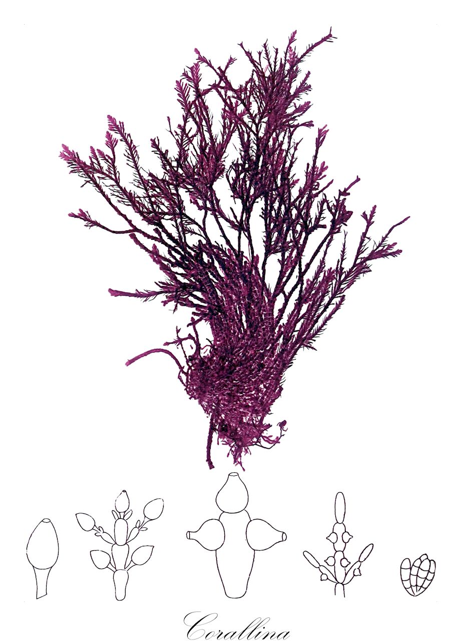 Corallina - Corallinaceae,Biota,Plantae,Rhodophyta,Eurhodophytina,Florideophyceae,Corallinales,Corallinaceae,Corallina,Joculator, Marginisporum, Serraticardia