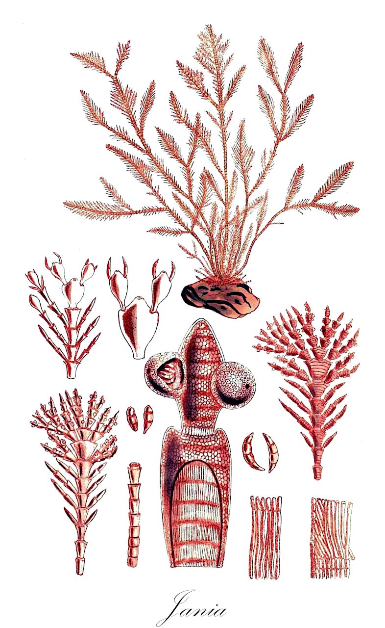 Jania - Rhodophyta,Biota,Plantae,Rhodophyta,Eurhodophytina,Florideophyceae,Corallinales,Corallinaceae,Jania,Cheilosporum, Haliptilon