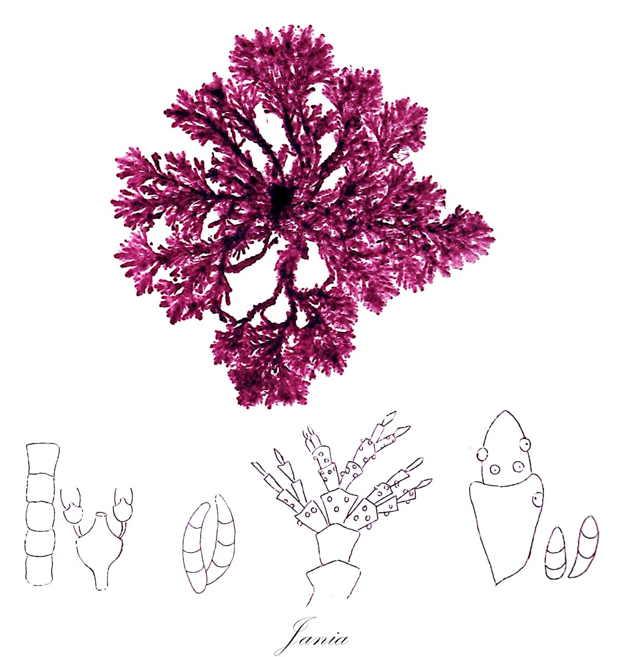 Jania - Corallinaceae,Biota,Plantae,Rhodophyta,Eurhodophytina,Florideophyceae,Corallinales,Corallinaceae,Jania,Cheilosporum, Haliptilon