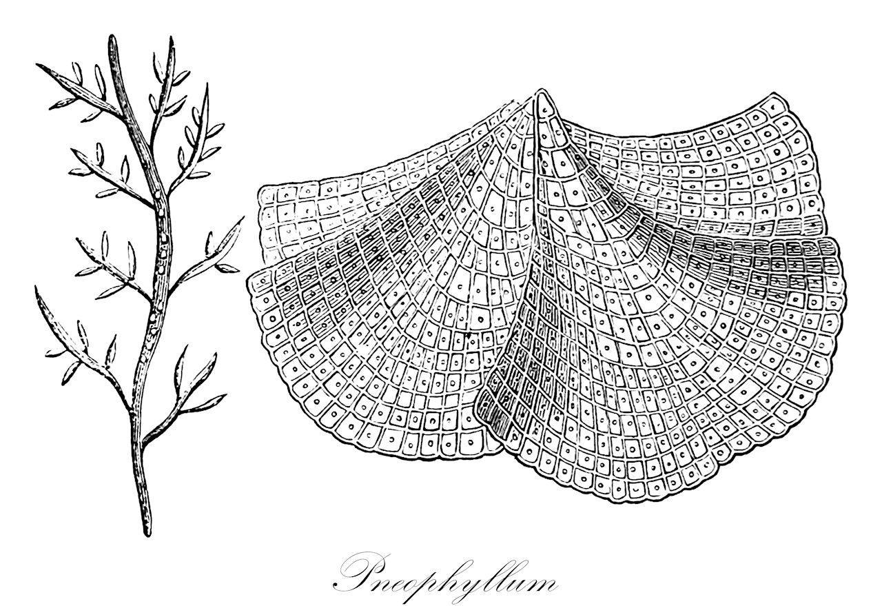 Pneophyllum - Rhodophyta,Biota,Plantae,Rhodophyta,Eurhodophytina,Florideophyceae,Corallinales,Corallinaceae,Pneophyllum,Guerinea