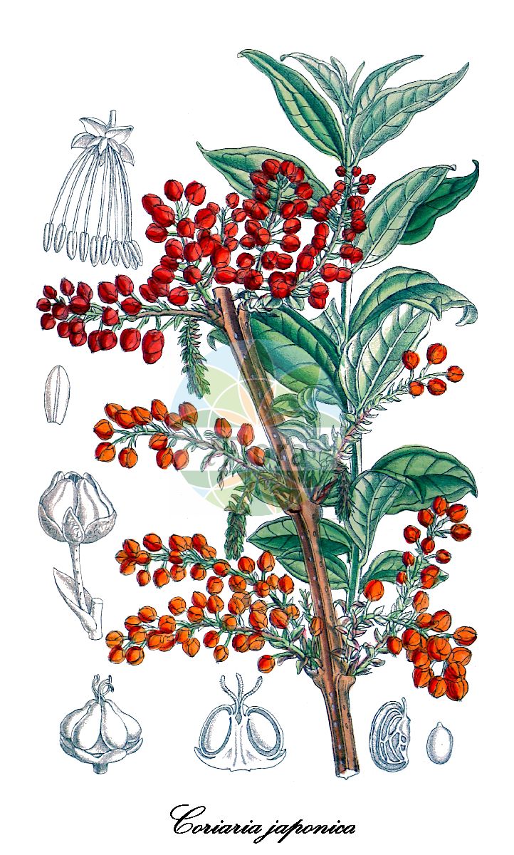 Coriaria japonica - Coriariaceae,Plantae,Pteridobiotina,Angiosperms,Cucurbitales,Coriariaceae,Coriaria,Coriaria japonica