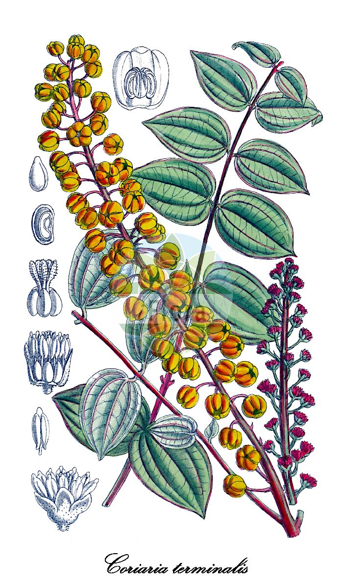 Coriaria terminalis - Coriariaceae,Plantae,Pteridobiotina,Angiosperms,Cucurbitales,Coriariaceae,Coriaria,Coriaria terminalis,Coriaria terminalis var. xanthocarpa