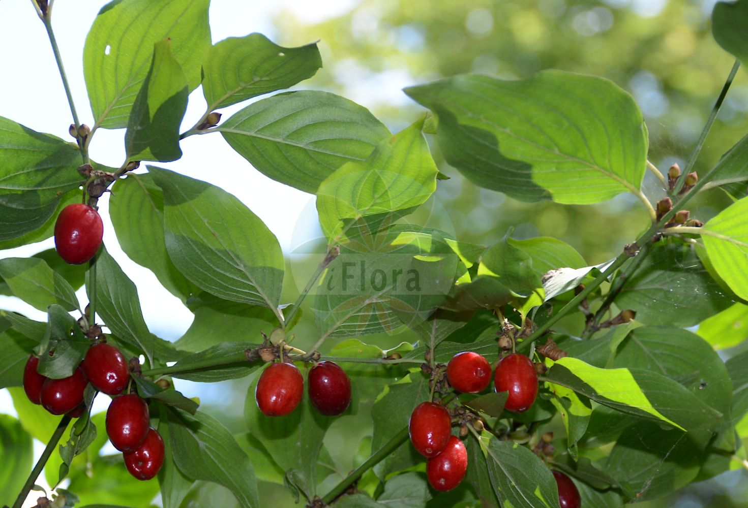 Cornus mas - Cornaceae,Plantae,Pteridobiotina,Angiosperms,Cornales,Cornaceae,Cornus,Cornus mas,Cornus erythrocarpa, Cornus flava, Cornus homerica, Cornus mas f. alba, Cornus mas f. albocarpa, Cornus mas f. andrzejowskii, Cornus mas f. aurea, Cornus mas f. aurea-elegantissima, Cornus mas f. conica, Cornus mas f. elegantissima, Cornus mas f. flava, Cornus mas f. luteocarpa, Cornus mas f. macrocarpa, Cornus mas f. macrocarpa, Cornus mas f. microcarpa, Cornus mas f. nana, Cornus mas f. oxycarpa, Cornus mas f. polonica, Cornus mas f. pyriformis, Cornus mas f. variegata, Cornus mas var. alba, Cornus mas var. albocarpa, Cornus mas var. aurea-elegantissima, Cornus mas var. flava, Cornus mas var. nana, Cornus mas var. oblongifolia, Cornus mas var. sphaerocarpa, Cornus mas var. variegata, Cornus mas var. xanthocarpa, Cornus mascula, Cornus mascula var. aureaelegantissima, Cornus nudiflora, Cornus praecox, Cornus vernalis, Eukrania mascula, Eukrania mascula, Macrocarpium mas,Gelber Hartriegel;Gelber Hornstrauch;Herlitze;Gelb-Hartriegel;Kornelkirsche;Echte Kornelkirsche;cornelian-cherry;european cornel;cornelian cherry;cornel cherry;dogwood;male dogwood;Cornouiller mâle;cornier sauvage;cornouiller des bois;aournier;bois de fer;cormier;cornier;corniolay;cornouiller des haies;cornouiller sauvage;courgelier;fuselier;savignon;cornejo;cornizo;cornejo macho;cuerno;Corniolo maschio;crognolo;corniolo;gele kornoelje;geele kornoelje;Sankta Brittas lök;дёрен мужской;кизил мужской;кизил обыкновенный;kızılcık;thanë;corneller mascle;drijen;körsbärskornell;kirsebær-kornel;dereń jadalny;dereń właściwy;rumeni dren;húsos som;dřín;dřín jarní;svída dřín;corn;drieň obyčajný;дерен справжній;кизил справжній;обикновен дрян;bærkornell;punamarjakanukka