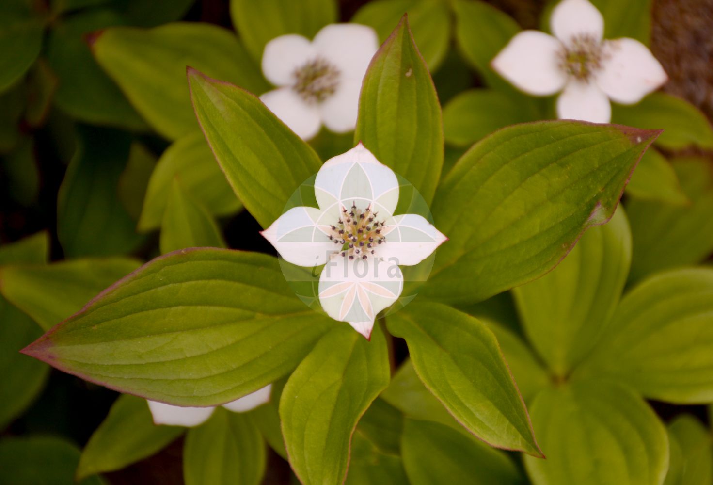 Cornus canadensis - Cornaceae,Plantae,Pteridobiotina,Angiosperms,Cornales,Cornaceae,Cornus,Cornus canadensis,Arctocrania canadensis, Chamaepericlymenum canadense, Chamaepericlymenum canadense f. purpurascens, Cornella canadensis, Cornus canadensis f. albomacula, Cornus canadensis f. alpestris, Cornus canadensis f. aphylla, Cornus canadensis f. bifoliata, Cornus canadensis f. canadensis, Cornus canadensis f. connatifolia, Cornus canadensis f. dutillyi, Cornus canadensis f. elongata, Cornus canadensis f. florulenta, Cornus canadensis f. foliolosa, Cornus canadensis f. infraverticillata, Cornus canadensis f. medeoloides, Cornus canadensis f. ornata, Cornus canadensis f. purpurascens, Cornus canadensis f. ramosa, Cornus canadensis f. rosea, Cornus canadensis f. secunda, Cornus canadensis f. semivirescens, Cornus canadensis f. virescens, Cornus canadensis f. viridis, Cornus canadensis subsp. pristina, Cornus canadensis var. alpestris, Cornus canadensis var. dutillyi, Cornus cyananthus, Cornus fauriei, Cornus herbacea var. canadensis, Cornus suffruticosa, Cynoxylon canadense, Eukrania canadensis, Eukrania canadensis, Eukrania cyananthes, Eukrania cyananthus, Mesomora canadensis,Kanadischer Hartriegel;creeping dogwood;bunchberry;dwarf cornel;quatre-temps;pudding berry;bunchberry dogwood