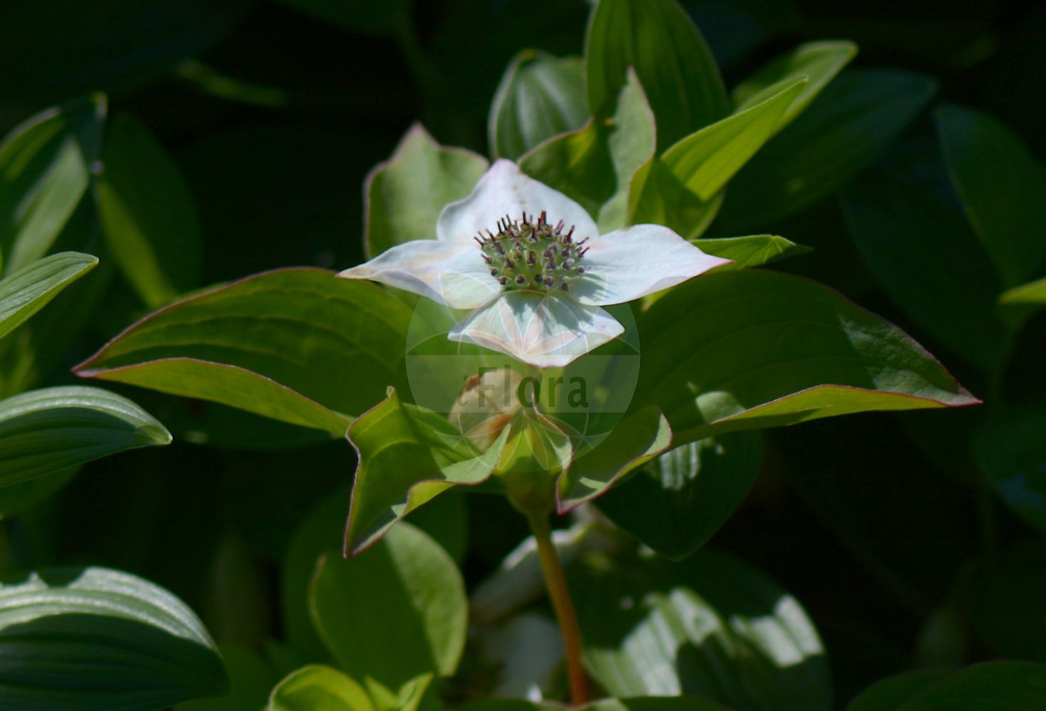 Cornus - Cornaceae,Plantae,Pteridobiotina,Angiosperms,Cornales,Cornaceae,Cornus,Afrocrania, Arctocrania, Benthamia, Benthamidia, Bothrocaryum, Chamaepericlimenum, Chamaepericlymenum, Cornella, Cynoxylon, Dendrobenthamia, Discocrania, Eukrania, Kraniopsis, Macrocarpium, Mesomora, Ossea, Svida, Swida, Telukrama, Thelycrania, Yinquania,Hartriegel;Kornelkirsche;dogwood;cornel