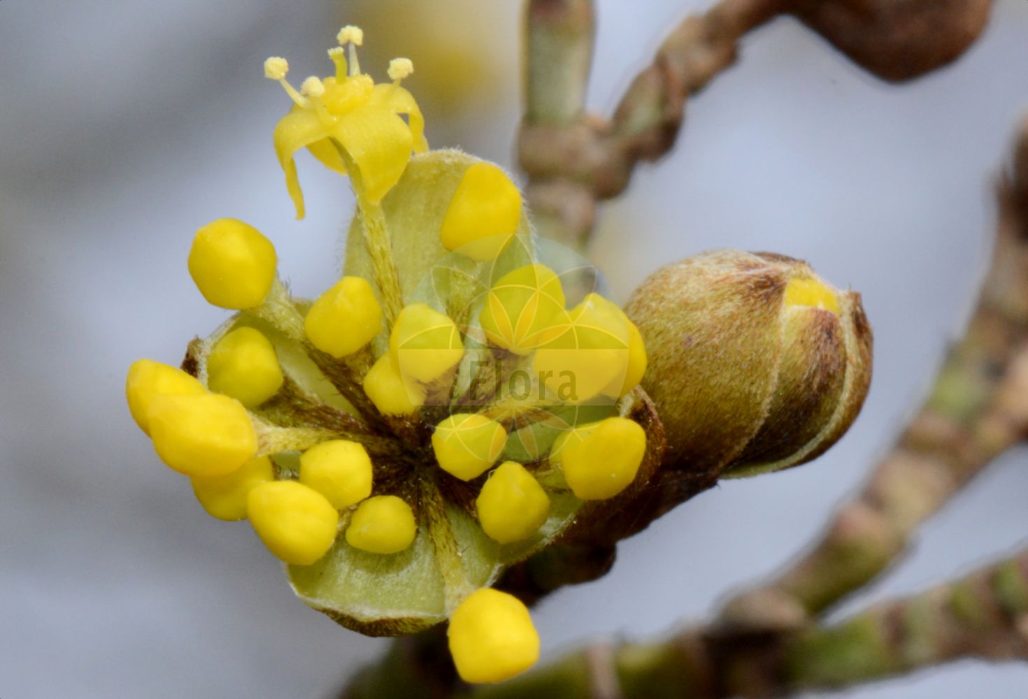 Cornus mas - Cornaceae,Plantae,Pteridobiotina,Angiosperms,Cornales,Cornaceae,Cornus,Cornus mas,Cornus erythrocarpa, Cornus flava, Cornus homerica, Cornus mas f. alba, Cornus mas f. albocarpa, Cornus mas f. andrzejowskii, Cornus mas f. aurea, Cornus mas f. aurea-elegantissima, Cornus mas f. conica, Cornus mas f. elegantissima, Cornus mas f. flava, Cornus mas f. luteocarpa, Cornus mas f. macrocarpa, Cornus mas f. macrocarpa, Cornus mas f. microcarpa, Cornus mas f. nana, Cornus mas f. oxycarpa, Cornus mas f. polonica, Cornus mas f. pyriformis, Cornus mas f. variegata, Cornus mas var. alba, Cornus mas var. albocarpa, Cornus mas var. aurea-elegantissima, Cornus mas var. flava, Cornus mas var. nana, Cornus mas var. oblongifolia, Cornus mas var. sphaerocarpa, Cornus mas var. variegata, Cornus mas var. xanthocarpa, Cornus mascula, Cornus mascula var. aureaelegantissima, Cornus nudiflora, Cornus praecox, Cornus vernalis, Eukrania mascula, Eukrania mascula, Macrocarpium mas,Gelber Hartriegel;Gelber Hornstrauch;Herlitze;Gelb-Hartriegel;Kornelkirsche;Echte Kornelkirsche;cornelian-cherry;european cornel;cornelian cherry;cornel cherry;dogwood;male dogwood;Cornouiller mâle;cornier sauvage;cornouiller des bois;aournier;bois de fer;cormier;cornier;corniolay;cornouiller des haies;cornouiller sauvage;courgelier;fuselier;savignon;cornejo;cornizo;cornejo macho;cuerno;Corniolo maschio;crognolo;corniolo;gele kornoelje;geele kornoelje;Sankta Brittas lök;дёрен мужской;кизил мужской;кизил обыкновенный;kızılcık;thanë;corneller mascle;drijen;körsbärskornell;kirsebær-kornel;dereń jadalny;dereń właściwy;rumeni dren;húsos som;dřín;dřín jarní;svída dřín;corn;drieň obyčajný;дерен справжній;кизил справжній;обикновен дрян;bærkornell;punamarjakanukka