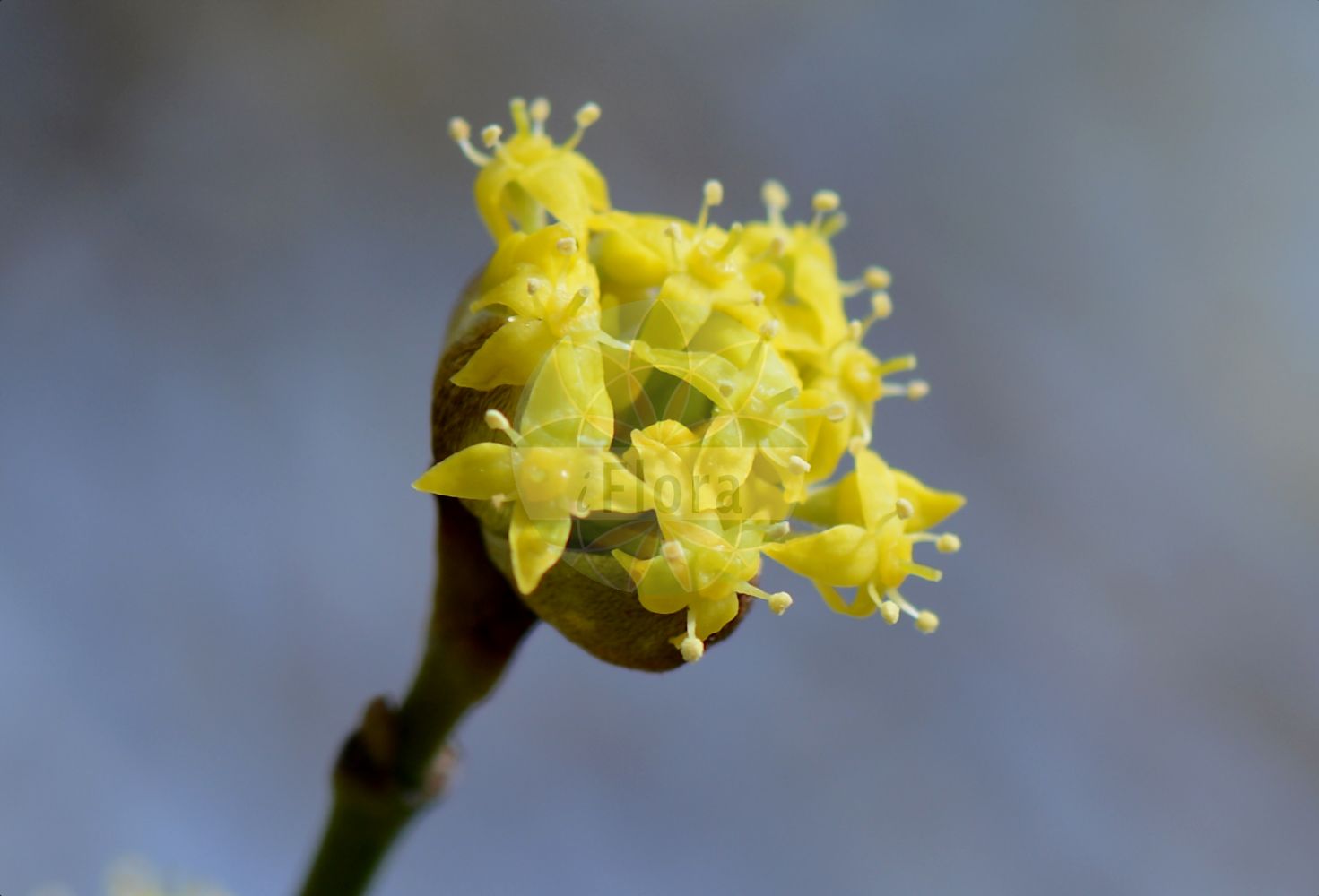 Cornus mas - Cornaceae,Plantae,Pteridobiotina,Angiosperms,Cornales,Cornaceae,Cornus,Cornus mas,Cornus erythrocarpa, Cornus flava, Cornus homerica, Cornus mas f. alba, Cornus mas f. albocarpa, Cornus mas f. andrzejowskii, Cornus mas f. aurea, Cornus mas f. aurea-elegantissima, Cornus mas f. conica, Cornus mas f. elegantissima, Cornus mas f. flava, Cornus mas f. luteocarpa, Cornus mas f. macrocarpa, Cornus mas f. macrocarpa, Cornus mas f. microcarpa, Cornus mas f. nana, Cornus mas f. oxycarpa, Cornus mas f. polonica, Cornus mas f. pyriformis, Cornus mas f. variegata, Cornus mas var. alba, Cornus mas var. albocarpa, Cornus mas var. aurea-elegantissima, Cornus mas var. flava, Cornus mas var. nana, Cornus mas var. oblongifolia, Cornus mas var. sphaerocarpa, Cornus mas var. variegata, Cornus mas var. xanthocarpa, Cornus mascula, Cornus mascula var. aureaelegantissima, Cornus nudiflora, Cornus praecox, Cornus vernalis, Eukrania mascula, Eukrania mascula, Macrocarpium mas,Gelber Hartriegel;Gelber Hornstrauch;Herlitze;Gelb-Hartriegel;Kornelkirsche;Echte Kornelkirsche;cornelian-cherry;european cornel;cornelian cherry;cornel cherry;dogwood;male dogwood;Cornouiller mâle;cornier sauvage;cornouiller des bois;aournier;bois de fer;cormier;cornier;corniolay;cornouiller des haies;cornouiller sauvage;courgelier;fuselier;savignon;cornejo;cornizo;cornejo macho;cuerno;Corniolo maschio;crognolo;corniolo;gele kornoelje;geele kornoelje;Sankta Brittas lök;дёрен мужской;кизил мужской;кизил обыкновенный;kızılcık;thanë;corneller mascle;drijen;körsbärskornell;kirsebær-kornel;dereń jadalny;dereń właściwy;rumeni dren;húsos som;dřín;dřín jarní;svída dřín;corn;drieň obyčajný;дерен справжній;кизил справжній;обикновен дрян;bærkornell;punamarjakanukka