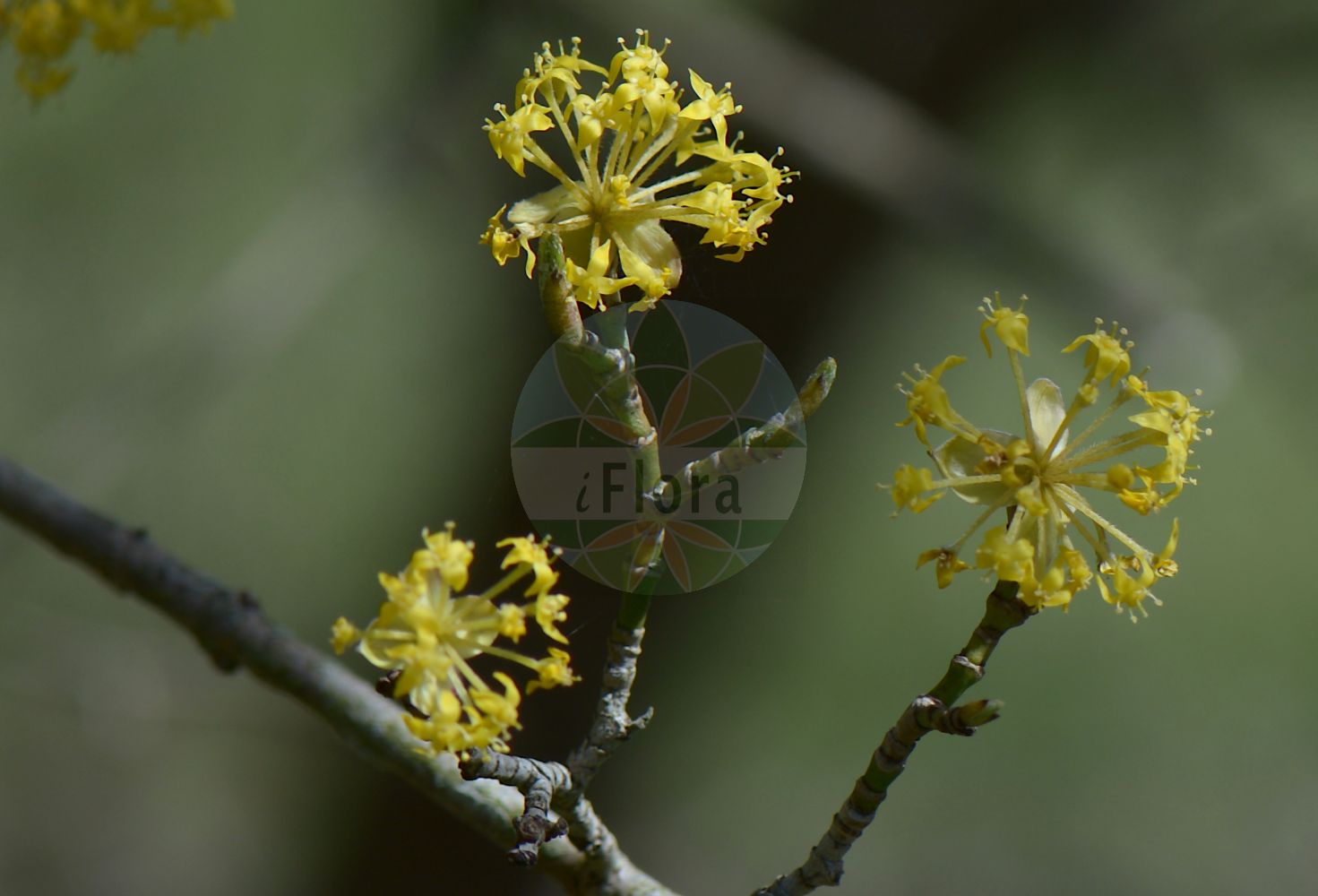 Cornus mas - Cornaceae,Plantae,Pteridobiotina,Angiosperms,Cornales,Cornaceae,Cornus,Cornus mas,Cornus erythrocarpa, Cornus flava, Cornus homerica, Cornus mas f. alba, Cornus mas f. albocarpa, Cornus mas f. andrzejowskii, Cornus mas f. aurea, Cornus mas f. aurea-elegantissima, Cornus mas f. conica, Cornus mas f. elegantissima, Cornus mas f. flava, Cornus mas f. luteocarpa, Cornus mas f. macrocarpa, Cornus mas f. macrocarpa, Cornus mas f. microcarpa, Cornus mas f. nana, Cornus mas f. oxycarpa, Cornus mas f. polonica, Cornus mas f. pyriformis, Cornus mas f. variegata, Cornus mas var. alba, Cornus mas var. albocarpa, Cornus mas var. aurea-elegantissima, Cornus mas var. flava, Cornus mas var. nana, Cornus mas var. oblongifolia, Cornus mas var. sphaerocarpa, Cornus mas var. variegata, Cornus mas var. xanthocarpa, Cornus mascula, Cornus mascula var. aureaelegantissima, Cornus nudiflora, Cornus praecox, Cornus vernalis, Eukrania mascula, Eukrania mascula, Macrocarpium mas,Gelber Hartriegel;Gelber Hornstrauch;Herlitze;Gelb-Hartriegel;Kornelkirsche;Echte Kornelkirsche;cornelian-cherry;european cornel;cornelian cherry;cornel cherry;dogwood;male dogwood;Cornouiller mâle;cornier sauvage;cornouiller des bois;aournier;bois de fer;cormier;cornier;corniolay;cornouiller des haies;cornouiller sauvage;courgelier;fuselier;savignon;cornejo;cornizo;cornejo macho;cuerno;Corniolo maschio;crognolo;corniolo;gele kornoelje;geele kornoelje;Sankta Brittas lök;дёрен мужской;кизил мужской;кизил обыкновенный;kızılcık;thanë;corneller mascle;drijen;körsbärskornell;kirsebær-kornel;dereń jadalny;dereń właściwy;rumeni dren;húsos som;dřín;dřín jarní;svída dřín;corn;drieň obyčajný;дерен справжній;кизил справжній;обикновен дрян;bærkornell;punamarjakanukka