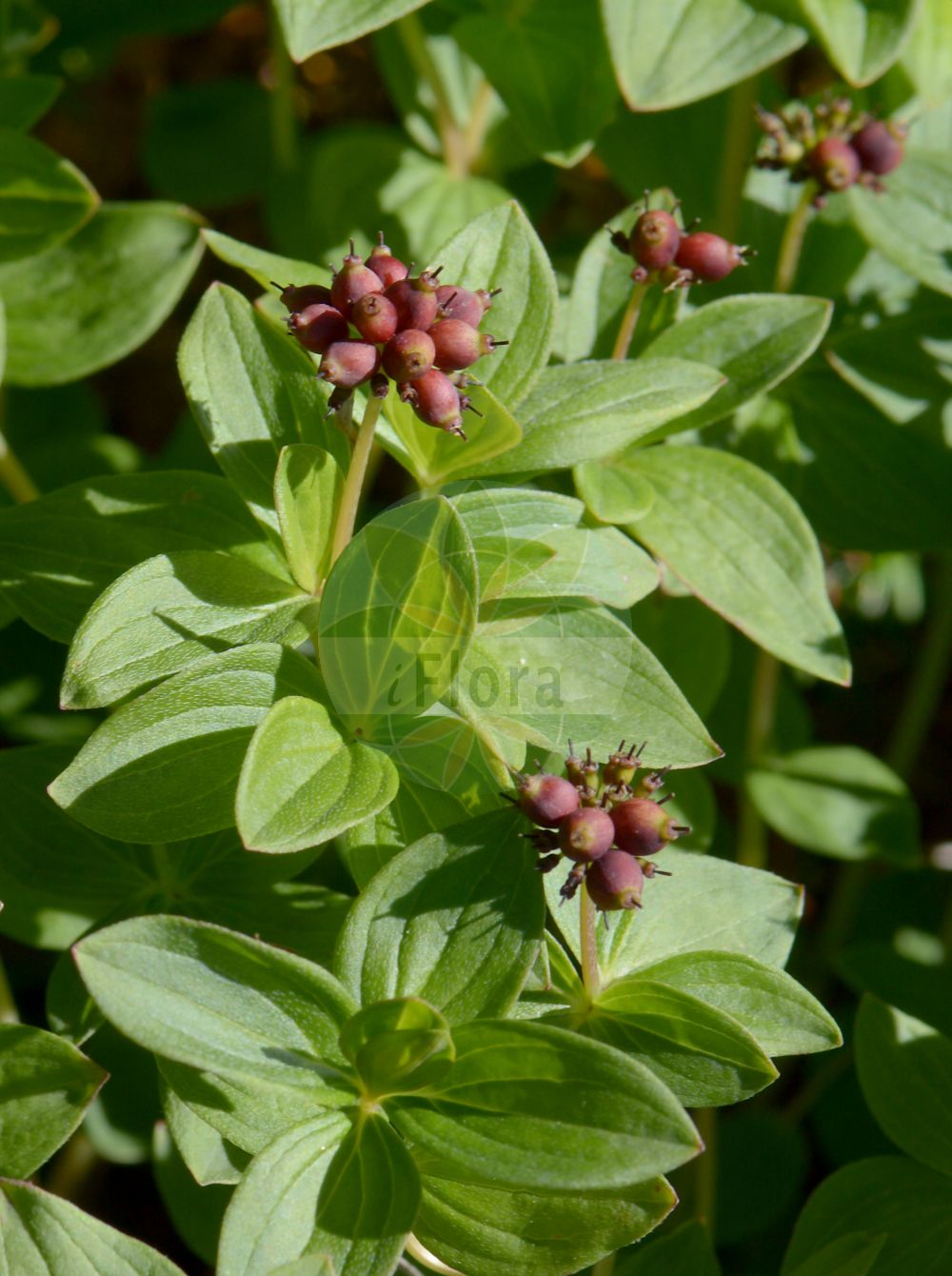 Cornus suecica - Cornaceae,Plantae,Pteridobiotina,Angiosperms,Cornales,Cornaceae,Cornus,Cornus suecica,Arctocrania suecica, Chamaepericlymenum suecicum, Chloranthus integrifolius, Cornella suecica, Cornus biramis, Cornus borealis, Cornus herbacea, Cornus suecica f. semivirescens, Cornus suecica f. suecica, Cornus suecica var. leucocarpa, Eukrania suecica, Eukrania suecica,Schwedischer Hartriegel;dwarf cornel;lapland cornel;cornouiller de suède;cornouiller de Suède;sand-skjegg;Zweedse kornoelje;дёрен шведский;кизил шведский;hönsbär;svensk hønsebær;hønsebær;dereń szwedzki;rootsi kukits;zviedrijas pundurgrimonis;skrubbær;ruohokanukka;skollaber