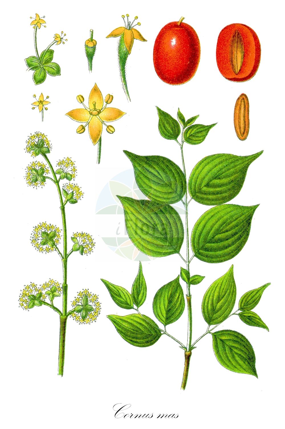 Cornus mas - Cornaceae,Plantae,Pteridobiotina,Angiosperms,Cornales,Cornaceae,Cornus,Cornus mas,Cornus erythrocarpa, Cornus flava, Cornus homerica, Cornus mas f. alba, Cornus mas f. albocarpa, Cornus mas f. andrzejowskii, Cornus mas f. aurea, Cornus mas f. aurea-elegantissima, Cornus mas f. conica, Cornus mas f. elegantissima, Cornus mas f. flava, Cornus mas f. luteocarpa, Cornus mas f. macrocarpa, Cornus mas f. macrocarpa, Cornus mas f. microcarpa, Cornus mas f. nana, Cornus mas f. oxycarpa, Cornus mas f. polonica, Cornus mas f. pyriformis, Cornus mas f. variegata, Cornus mas var. alba, Cornus mas var. albocarpa, Cornus mas var. aurea-elegantissima, Cornus mas var. flava, Cornus mas var. nana, Cornus mas var. oblongifolia, Cornus mas var. sphaerocarpa, Cornus mas var. variegata, Cornus mas var. xanthocarpa, Cornus mascula, Cornus mascula var. aureaelegantissima, Cornus nudiflora, Cornus praecox, Cornus vernalis, Eukrania mascula, Eukrania mascula, Macrocarpium mas,Gelber Hartriegel;Gelber Hornstrauch;Herlitze;Gelb-Hartriegel;Kornelkirsche;Echte Kornelkirsche;cornelian-cherry;european cornel;cornelian cherry;cornel cherry;dogwood;male dogwood;Cornouiller mâle;cornier sauvage;cornouiller des bois;aournier;bois de fer;cormier;cornier;corniolay;cornouiller des haies;cornouiller sauvage;courgelier;fuselier;savignon;cornejo;cornizo;cornejo macho;cuerno;Corniolo maschio;crognolo;corniolo;gele kornoelje;geele kornoelje;Sankta Brittas lök;дёрен мужской;кизил мужской;кизил обыкновенный;kızılcık;thanë;corneller mascle;drijen;körsbärskornell;kirsebær-kornel;dereń jadalny;dereń właściwy;rumeni dren;húsos som;dřín;dřín jarní;svída dřín;corn;drieň obyčajný;дерен справжній;кизил справжній;обикновен дрян;bærkornell;punamarjakanukka
