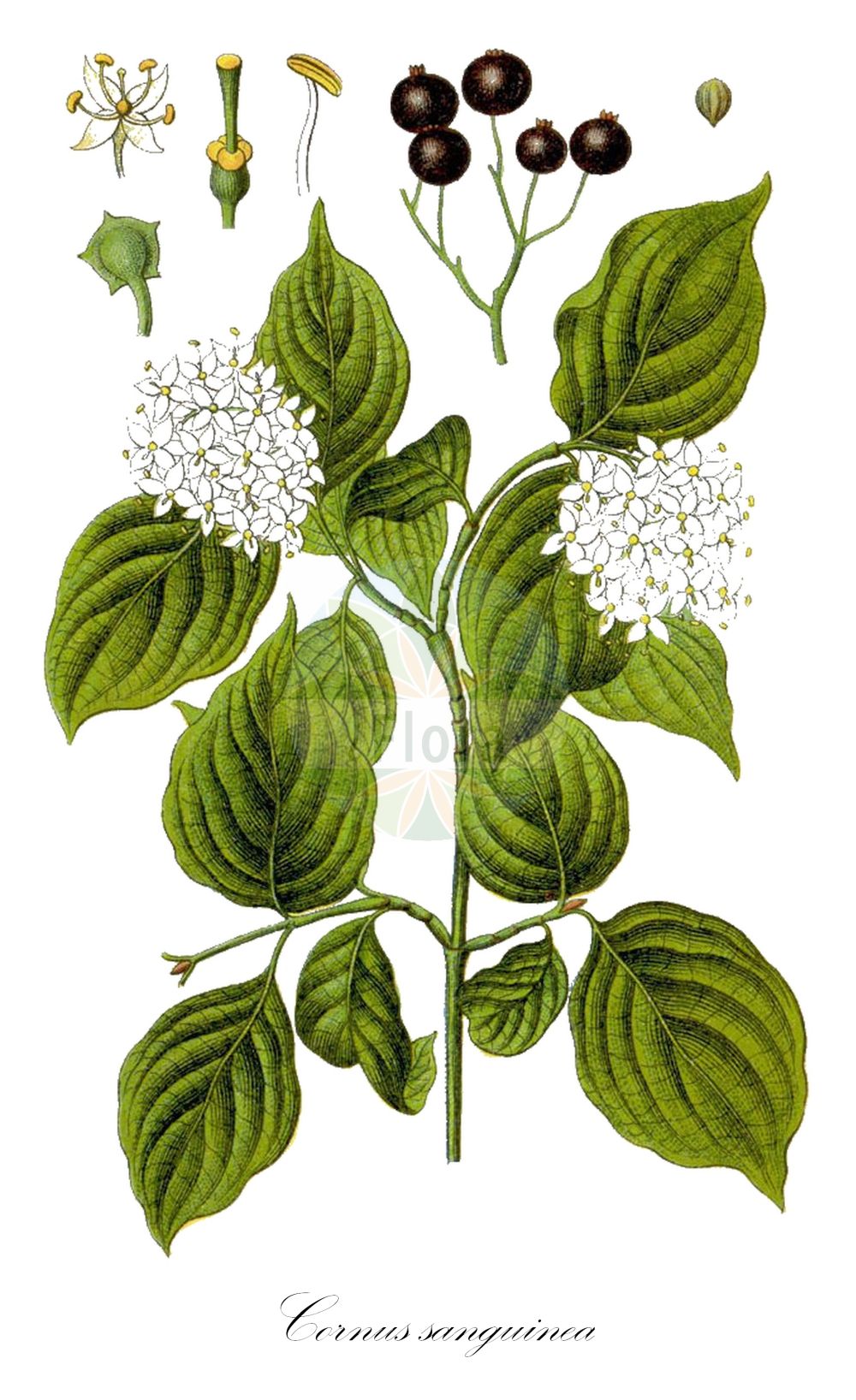 Cornus sanguinea - Cornaceae,Plantae,Pteridobiotina,Angiosperms,Cornales,Cornaceae,Cornus,Cornus sanguinea,Swida sanguinea, Thelycrania sanguinea,Blutroter Hartriegel;Roter Hartriegel;Roter Hornstrauch;Rot-Hartriegel;Hartriegel;dogwood;bloodtwig dogwood;blood-twig cornel;bloody-twig dogwood;common dogwood;dogberry;Cornouiller sanguin;cornouiller rouge;cornouiller femelle;bois punais;bois puant;bois fusain;bois rouge;fraisillon;olivier de Normandie;puègne blanx;sanguin;sanguine;sang-vin;savignon;cornejo hembra;sanguinuelo;sanapudio blanco;cornejo;sanguino;Corniolo sanguinello;sanguina;sanguinello;sanguinella;sand-trav;roode kornoelje;rode kornoelje;sanguinho;sanguinho-legítimo;дёрен красный;свидина кроваво-красная;kiren;thanë;sanguinyol;svibovina;skogskornell;rød kornel;dereń świdwa;rdeči dren;veresgyűrű som;svída krvavá;sânger;drieň krvavý;дерен криваво-червоний;свидина кров'яна;кучешки дрян;verev kontpuu;asinssarkanais grimonis;villkornell;mustamarjakanukka;raudonoji sedula