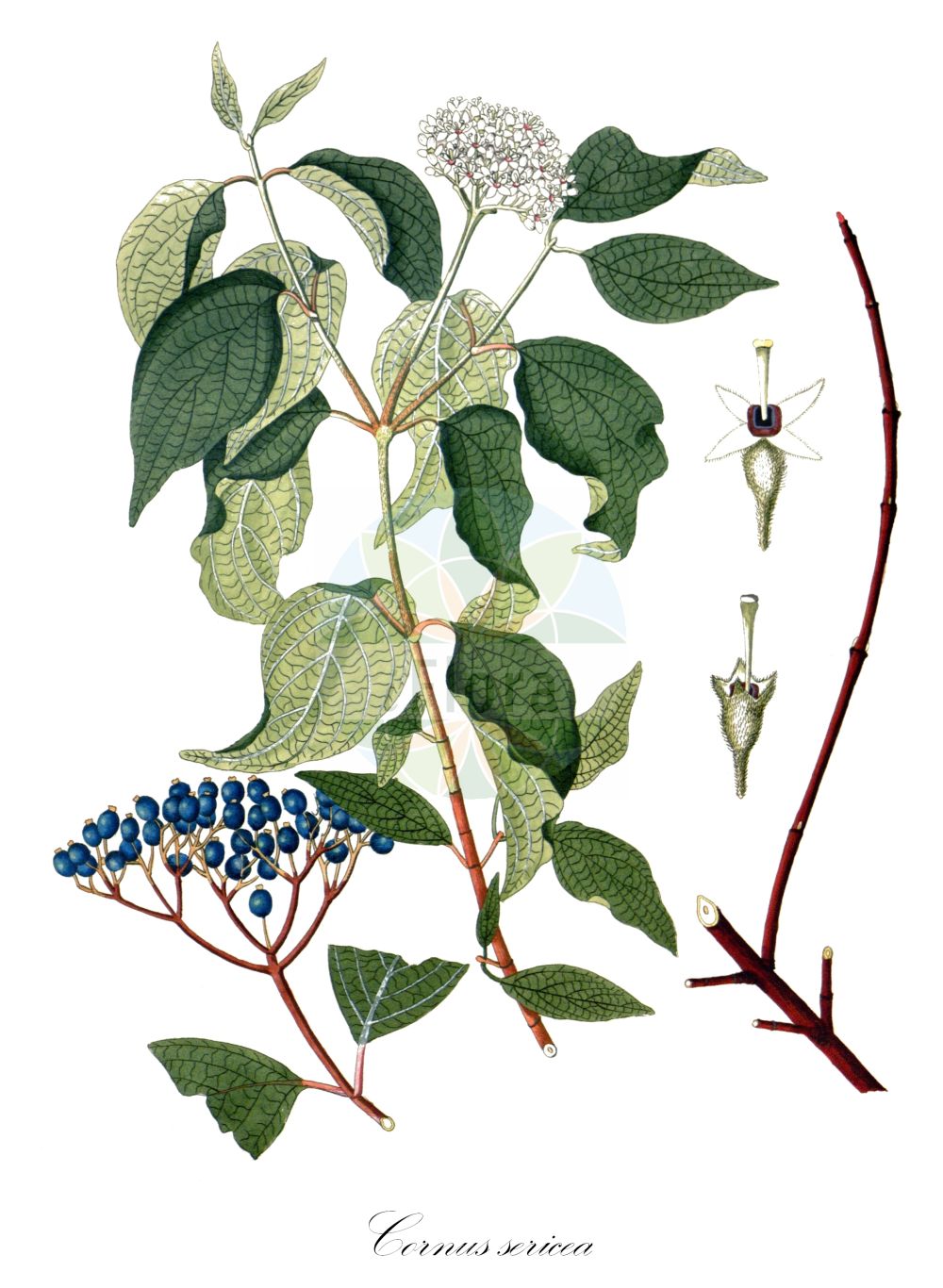 Cornus sericea - Cornaceae,Plantae,Pteridobiotina,Angiosperms,Cornales,Cornaceae,Cornus,Cornus sericea,Cornus alba f. azurea, Cornus alba f. baileyi, Cornus alba subsp. baileyi, Cornus alba subsp. stolonifera, Cornus alba var. angustipetala, Cornus alba var. baileyi, Cornus alba var. behnschi, Cornus alba var. californica, Cornus alba var. coloradensis, Cornus alba var. elata, Cornus alba var. elongata, Cornus alba var. flaviramea, Cornus alba var. interior, Cornus alba var. nitida, Cornus alba var. splendens, Cornus baileyi, Cornus californica, Cornus californica var. nevadensis, Cornus candissima, Cornus instolonea, Cornus interior, Cornus nelsonii, Cornus pubescens, Cornus pubescens var. californica, Cornus purshii, Cornus sericea f. baileyi, Cornus sericea f. californica, Cornus sericea f. interior, Cornus sericea f. stolonifera, Cornus sericea subsp. sericea, Cornus sericea subsp. stolonifera, Cornus sericea var. baileyi, Cornus sericea var. oblongifolia, Cornus stolonifera, Cornus stolonifera f. angustior, Cornus stolonifera f. azurea, Cornus stolonifera f. baileyi, Cornus stolonifera f. californica, Cornus stolonifera f. dolichocarpa, Cornus stolonifera f. flaviramea, Cornus stolonifera f. interior, Cornus stolonifera f. repens, Cornus stolonifera var. angustipetala, Cornus stolonifera var. baileyi, Cornus stolonifera var. behnschii, Cornus stolonifera var. californica, Cornus stolonifera var. coloradensis, Cornus stolonifera var. elata, Cornus stolonifera var. elongata, Cornus stolonifera var. flaviramea, Cornus stolonifera var. interior, Cornus stolonifera var. nitida, Cornus stolonifera var. riparia, Cornus stolonifera var. splendens, Ossea instolonea, Ossea interior, Swida alba subsp. stolonifera, Swida alba var. flaviramea, Swida baileyi, Swida californica, Swida instolonea, Swida interior, Swida sericea, Swida stolonifera, Swida stolonifera var. riparia, Thelycrania baileyi, Thelycrania californica, Thelycrania instolonea, Thelycrania interior, Thelycrania interna, Thelycrania sericea, Thelycrania stolonifera,Eigentlicher Weißer Hartriegel;Seidiger Hartriegel;Sprossender Hartriegel;Weißer Hartriegel;Weiß-Hartriegel;Seidiger Hornstrauch;Weißer Hartriegel;red-osier dogwood;cornouiller stolonifère;hart rouge;Cornouiller soyeux;cornouiller osier;cornouiller stolonifère;cornejo sedoso;cornejo estolonífero;Corniolo serico;corniolo sericeo;canadese kornoelje;дёрен шелковистый;свидина шелковистая;videkornell;pilekornel;dereń rozłogowy;selymes som;svída výběžkatá;svíb červenejúci;кизил блискучий;свидина паросткова;Alaskakornell;lännenpensaskanukka