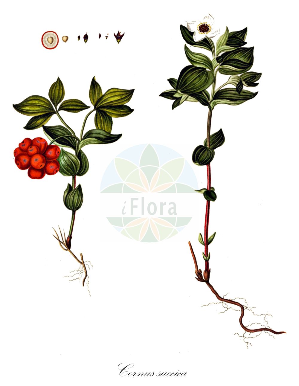 Cornus suecica - Cornaceae,Plantae,Pteridobiotina,Angiosperms,Cornales,Cornaceae,Cornus,Cornus suecica,Arctocrania suecica, Chamaepericlymenum suecicum, Chloranthus integrifolius, Cornella suecica, Cornus biramis, Cornus borealis, Cornus herbacea, Cornus suecica f. semivirescens, Cornus suecica f. suecica, Cornus suecica var. leucocarpa, Eukrania suecica, Eukrania suecica,Schwedischer Hartriegel;dwarf cornel;lapland cornel;cornouiller de suède;cornouiller de Suède;sand-skjegg;Zweedse kornoelje;дёрен шведский;кизил шведский;hönsbär;svensk hønsebær;hønsebær;dereń szwedzki;rootsi kukits;zviedrijas pundurgrimonis;skrubbær;ruohokanukka;skollaber