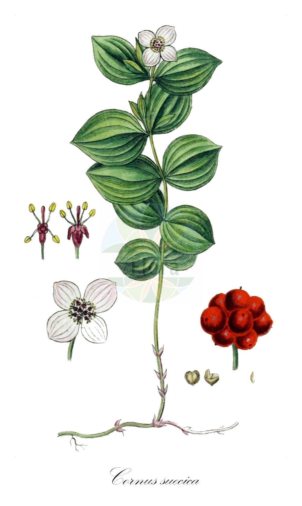 Cornus suecica - Cornaceae,Plantae,Pteridobiotina,Angiosperms,Cornales,Cornaceae,Cornus,Cornus suecica,Arctocrania suecica, Chamaepericlymenum suecicum, Chloranthus integrifolius, Cornella suecica, Cornus biramis, Cornus borealis, Cornus herbacea, Cornus suecica f. semivirescens, Cornus suecica f. suecica, Cornus suecica var. leucocarpa, Eukrania suecica, Eukrania suecica,Schwedischer Hartriegel;dwarf cornel;lapland cornel;cornouiller de suède;cornouiller de Suède;sand-skjegg;Zweedse kornoelje;дёрен шведский;кизил шведский;hönsbär;svensk hønsebær;hønsebær;dereń szwedzki;rootsi kukits;zviedrijas pundurgrimonis;skrubbær;ruohokanukka;skollaber
