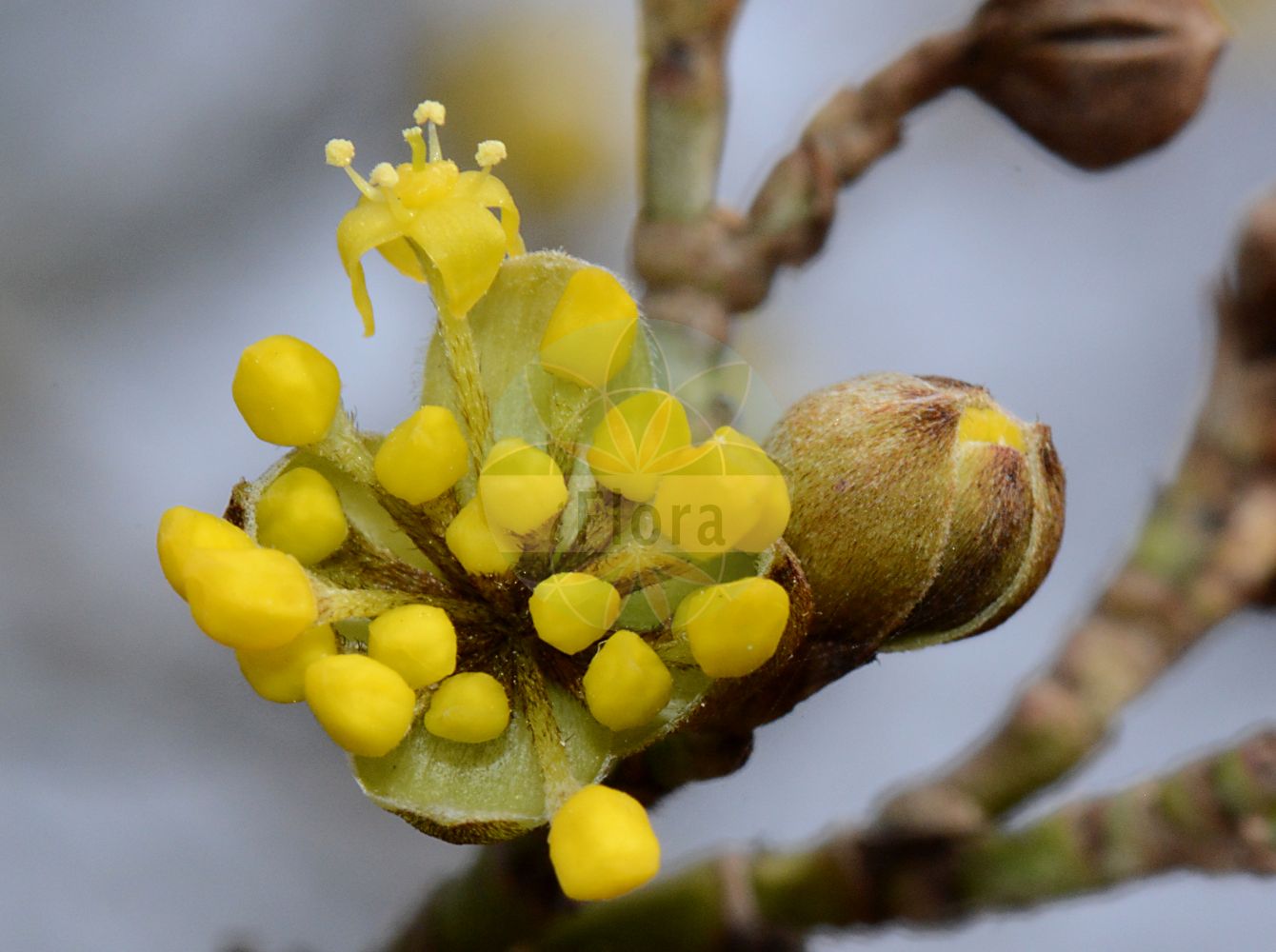 Cornus mas - Cornaceae,Plantae,Pteridobiotina,Angiosperms,Cornales,Cornaceae,Cornus,Cornus mas,Cornus erythrocarpa, Cornus flava, Cornus homerica, Cornus mas f. alba, Cornus mas f. albocarpa, Cornus mas f. andrzejowskii, Cornus mas f. aurea, Cornus mas f. aurea-elegantissima, Cornus mas f. conica, Cornus mas f. elegantissima, Cornus mas f. flava, Cornus mas f. luteocarpa, Cornus mas f. macrocarpa, Cornus mas f. macrocarpa, Cornus mas f. microcarpa, Cornus mas f. nana, Cornus mas f. oxycarpa, Cornus mas f. polonica, Cornus mas f. pyriformis, Cornus mas f. variegata, Cornus mas var. alba, Cornus mas var. albocarpa, Cornus mas var. aurea-elegantissima, Cornus mas var. flava, Cornus mas var. nana, Cornus mas var. oblongifolia, Cornus mas var. sphaerocarpa, Cornus mas var. variegata, Cornus mas var. xanthocarpa, Cornus mascula, Cornus mascula var. aureaelegantissima, Cornus nudiflora, Cornus praecox, Cornus vernalis, Eukrania mascula, Eukrania mascula, Macrocarpium mas,Gelber Hartriegel;Gelber Hornstrauch;Herlitze;Gelb-Hartriegel;Kornelkirsche;Echte Kornelkirsche;cornelian-cherry;european cornel;cornelian cherry;cornel cherry;dogwood;male dogwood;Cornouiller mâle;cornier sauvage;cornouiller des bois;aournier;bois de fer;cormier;cornier;corniolay;cornouiller des haies;cornouiller sauvage;courgelier;fuselier;savignon;cornejo;cornizo;cornejo macho;cuerno;Corniolo maschio;crognolo;corniolo;gele kornoelje;geele kornoelje;Sankta Brittas lök;дёрен мужской;кизил мужской;кизил обыкновенный;kızılcık;thanë;corneller mascle;drijen;körsbärskornell;kirsebær-kornel;dereń jadalny;dereń właściwy;rumeni dren;húsos som;dřín;dřín jarní;svída dřín;corn;drieň obyčajný;дерен справжній;кизил справжній;обикновен дрян;bærkornell;punamarjakanukka