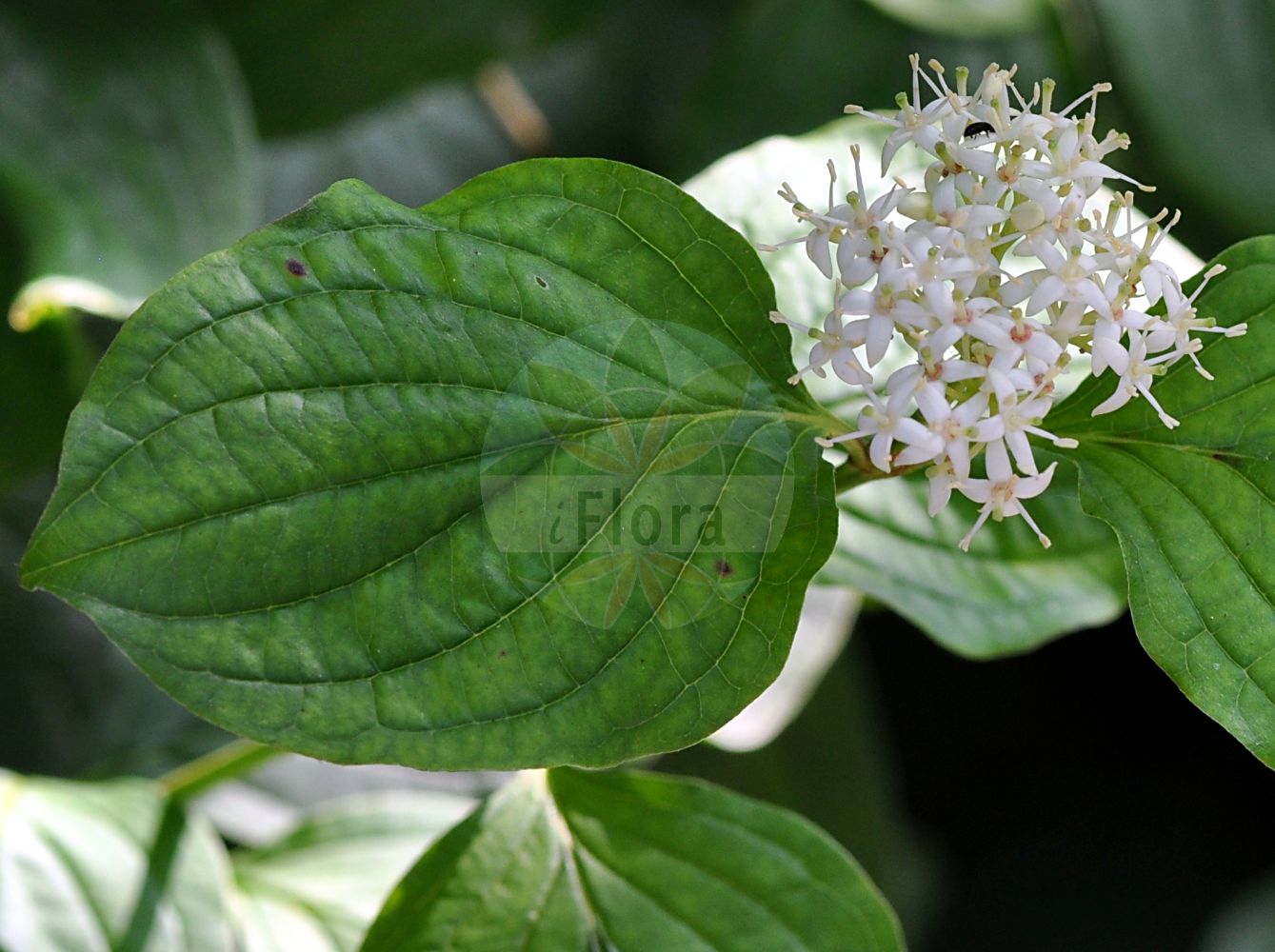 Cornus sanguinea - Cornaceae,Plantae,Pteridobiotina,Angiosperms,Cornales,Cornaceae,Cornus,Cornus sanguinea,Swida sanguinea, Thelycrania sanguinea,Blutroter Hartriegel;Roter Hartriegel;Roter Hornstrauch;Rot-Hartriegel;Hartriegel;dogwood;bloodtwig dogwood;blood-twig cornel;bloody-twig dogwood;common dogwood;dogberry;Cornouiller sanguin;cornouiller rouge;cornouiller femelle;bois punais;bois puant;bois fusain;bois rouge;fraisillon;olivier de Normandie;puègne blanx;sanguin;sanguine;sang-vin;savignon;cornejo hembra;sanguinuelo;sanapudio blanco;cornejo;sanguino;Corniolo sanguinello;sanguina;sanguinello;sanguinella;sand-trav;roode kornoelje;rode kornoelje;sanguinho;sanguinho-legítimo;дёрен красный;свидина кроваво-красная;kiren;thanë;sanguinyol;svibovina;skogskornell;rød kornel;dereń świdwa;rdeči dren;veresgyűrű som;svída krvavá;sânger;drieň krvavý;дерен криваво-червоний;свидина кров'яна;кучешки дрян;verev kontpuu;asinssarkanais grimonis;villkornell;mustamarjakanukka;raudonoji sedula