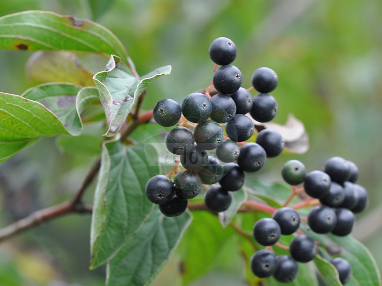 Cornus sanguinea - Cornaceae,Plantae,Pteridobiotina,Angiosperms,Cornales,Cornaceae,Cornus,Cornus sanguinea,Swida sanguinea, Thelycrania sanguinea,Blutroter Hartriegel;Roter Hartriegel;Roter Hornstrauch;Rot-Hartriegel;Hartriegel;dogwood;bloodtwig dogwood;blood-twig cornel;bloody-twig dogwood;common dogwood;dogberry;Cornouiller sanguin;cornouiller rouge;cornouiller femelle;bois punais;bois puant;bois fusain;bois rouge;fraisillon;olivier de Normandie;puègne blanx;sanguin;sanguine;sang-vin;savignon;cornejo hembra;sanguinuelo;sanapudio blanco;cornejo;sanguino;Corniolo sanguinello;sanguina;sanguinello;sanguinella;sand-trav;roode kornoelje;rode kornoelje;sanguinho;sanguinho-legítimo;дёрен красный;свидина кроваво-красная;kiren;thanë;sanguinyol;svibovina;skogskornell;rød kornel;dereń świdwa;rdeči dren;veresgyűrű som;svída krvavá;sânger;drieň krvavý;дерен криваво-червоний;свидина кров'яна;кучешки дрян;verev kontpuu;asinssarkanais grimonis;villkornell;mustamarjakanukka;raudonoji sedula