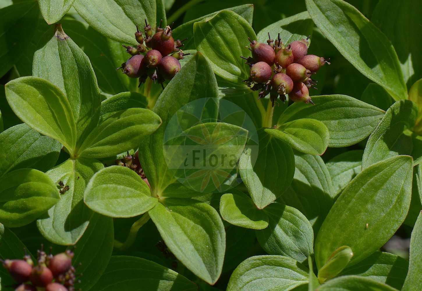 Cornus suecica - Cornaceae,Plantae,Pteridobiotina,Angiosperms,Cornales,Cornaceae,Cornus,Cornus suecica,Arctocrania suecica, Chamaepericlymenum suecicum, Chloranthus integrifolius, Cornella suecica, Cornus biramis, Cornus borealis, Cornus herbacea, Cornus suecica f. semivirescens, Cornus suecica f. suecica, Cornus suecica var. leucocarpa, Eukrania suecica, Eukrania suecica,Schwedischer Hartriegel;dwarf cornel;lapland cornel;cornouiller de suède;cornouiller de Suède;sand-skjegg;Zweedse kornoelje;дёрен шведский;кизил шведский;hönsbär;svensk hønsebær;hønsebær;dereń szwedzki;rootsi kukits;zviedrijas pundurgrimonis;skrubbær;ruohokanukka;skollaber