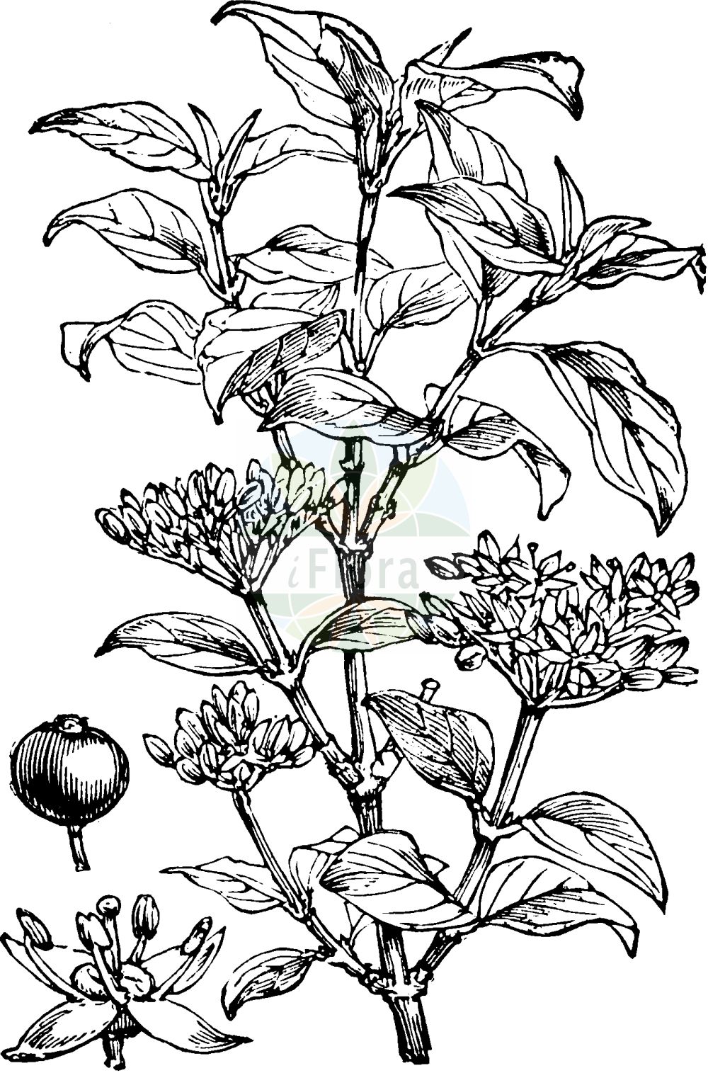 Cornus sanguinea - Cornaceae,Plantae,Pteridobiotina,Angiosperms,Cornales,Cornaceae,Cornus,Cornus sanguinea,Swida sanguinea, Thelycrania sanguinea,Blutroter Hartriegel;Roter Hartriegel;Roter Hornstrauch;Rot-Hartriegel;Hartriegel;dogwood;bloodtwig dogwood;blood-twig cornel;bloody-twig dogwood;common dogwood;dogberry;Cornouiller sanguin;cornouiller rouge;cornouiller femelle;bois punais;bois puant;bois fusain;bois rouge;fraisillon;olivier de Normandie;puègne blanx;sanguin;sanguine;sang-vin;savignon;cornejo hembra;sanguinuelo;sanapudio blanco;cornejo;sanguino;Corniolo sanguinello;sanguina;sanguinello;sanguinella;sand-trav;roode kornoelje;rode kornoelje;sanguinho;sanguinho-legítimo;дёрен красный;свидина кроваво-красная;kiren;thanë;sanguinyol;svibovina;skogskornell;rød kornel;dereń świdwa;rdeči dren;veresgyűrű som;svída krvavá;sânger;drieň krvavý;дерен криваво-червоний;свидина кров'яна;кучешки дрян;verev kontpuu;asinssarkanais grimonis;villkornell;mustamarjakanukka;raudonoji sedula