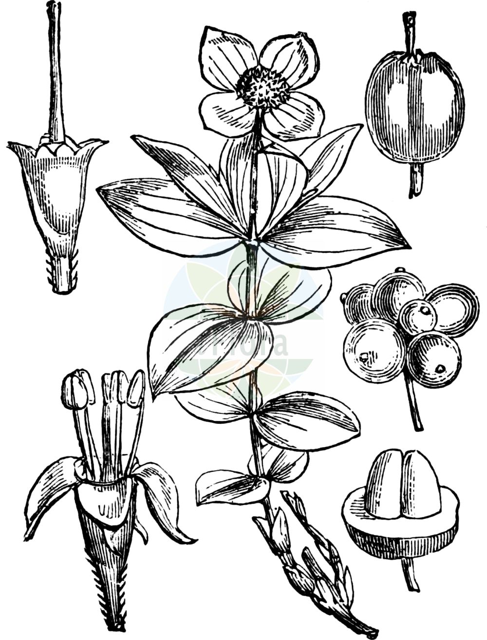 Cornus suecica - Cornaceae,Plantae,Pteridobiotina,Angiosperms,Cornales,Cornaceae,Cornus,Cornus suecica,Arctocrania suecica, Chamaepericlymenum suecicum, Chloranthus integrifolius, Cornella suecica, Cornus biramis, Cornus borealis, Cornus herbacea, Cornus suecica f. semivirescens, Cornus suecica f. suecica, Cornus suecica var. leucocarpa, Eukrania suecica, Eukrania suecica,Schwedischer Hartriegel;dwarf cornel;lapland cornel;cornouiller de suède;cornouiller de Suède;sand-skjegg;Zweedse kornoelje;дёрен шведский;кизил шведский;hönsbär;svensk hønsebær;hønsebær;dereń szwedzki;rootsi kukits;zviedrijas pundurgrimonis;skrubbær;ruohokanukka;skollaber