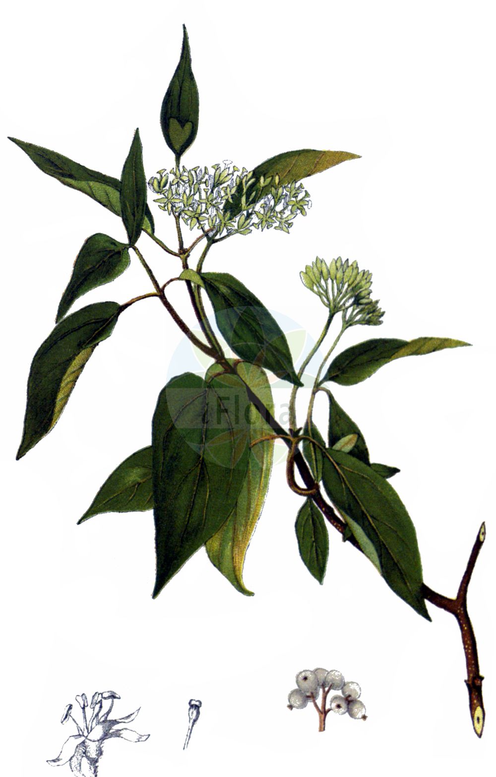 Cornus sericea - Cornaceae,Plantae,Pteridobiotina,Angiosperms,Cornales,Cornaceae,Cornus,Cornus sericea,Cornus alba f. azurea, Cornus alba f. baileyi, Cornus alba subsp. baileyi, Cornus alba subsp. stolonifera, Cornus alba var. angustipetala, Cornus alba var. baileyi, Cornus alba var. behnschi, Cornus alba var. californica, Cornus alba var. coloradensis, Cornus alba var. elata, Cornus alba var. elongata, Cornus alba var. flaviramea, Cornus alba var. interior, Cornus alba var. nitida, Cornus alba var. splendens, Cornus baileyi, Cornus californica, Cornus californica var. nevadensis, Cornus candissima, Cornus instolonea, Cornus interior, Cornus nelsonii, Cornus pubescens, Cornus pubescens var. californica, Cornus purshii, Cornus sericea f. baileyi, Cornus sericea f. californica, Cornus sericea f. interior, Cornus sericea f. stolonifera, Cornus sericea subsp. sericea, Cornus sericea subsp. stolonifera, Cornus sericea var. baileyi, Cornus sericea var. oblongifolia, Cornus stolonifera, Cornus stolonifera f. angustior, Cornus stolonifera f. azurea, Cornus stolonifera f. baileyi, Cornus stolonifera f. californica, Cornus stolonifera f. dolichocarpa, Cornus stolonifera f. flaviramea, Cornus stolonifera f. interior, Cornus stolonifera f. repens, Cornus stolonifera var. angustipetala, Cornus stolonifera var. baileyi, Cornus stolonifera var. behnschii, Cornus stolonifera var. californica, Cornus stolonifera var. coloradensis, Cornus stolonifera var. elata, Cornus stolonifera var. elongata, Cornus stolonifera var. flaviramea, Cornus stolonifera var. interior, Cornus stolonifera var. nitida, Cornus stolonifera var. riparia, Cornus stolonifera var. splendens, Ossea instolonea, Ossea interior, Swida alba subsp. stolonifera, Swida alba var. flaviramea, Swida baileyi, Swida californica, Swida instolonea, Swida interior, Swida sericea, Swida stolonifera, Swida stolonifera var. riparia, Thelycrania baileyi, Thelycrania californica, Thelycrania instolonea, Thelycrania interior, Thelycrania interna, Thelycrania sericea, Thelycrania stolonifera,Eigentlicher Weißer Hartriegel;Seidiger Hartriegel;Sprossender Hartriegel;Weißer Hartriegel;Weiß-Hartriegel;Seidiger Hornstrauch;Weißer Hartriegel;red-osier dogwood;cornouiller stolonifère;hart rouge;Cornouiller soyeux;cornouiller osier;cornouiller stolonifère;cornejo sedoso;cornejo estolonífero;Corniolo serico;corniolo sericeo;canadese kornoelje;дёрен шелковистый;свидина шелковистая;videkornell;pilekornel;dereń rozłogowy;selymes som;svída výběžkatá;svíb červenejúci;кизил блискучий;свидина паросткова;Alaskakornell;lännenpensaskanukka