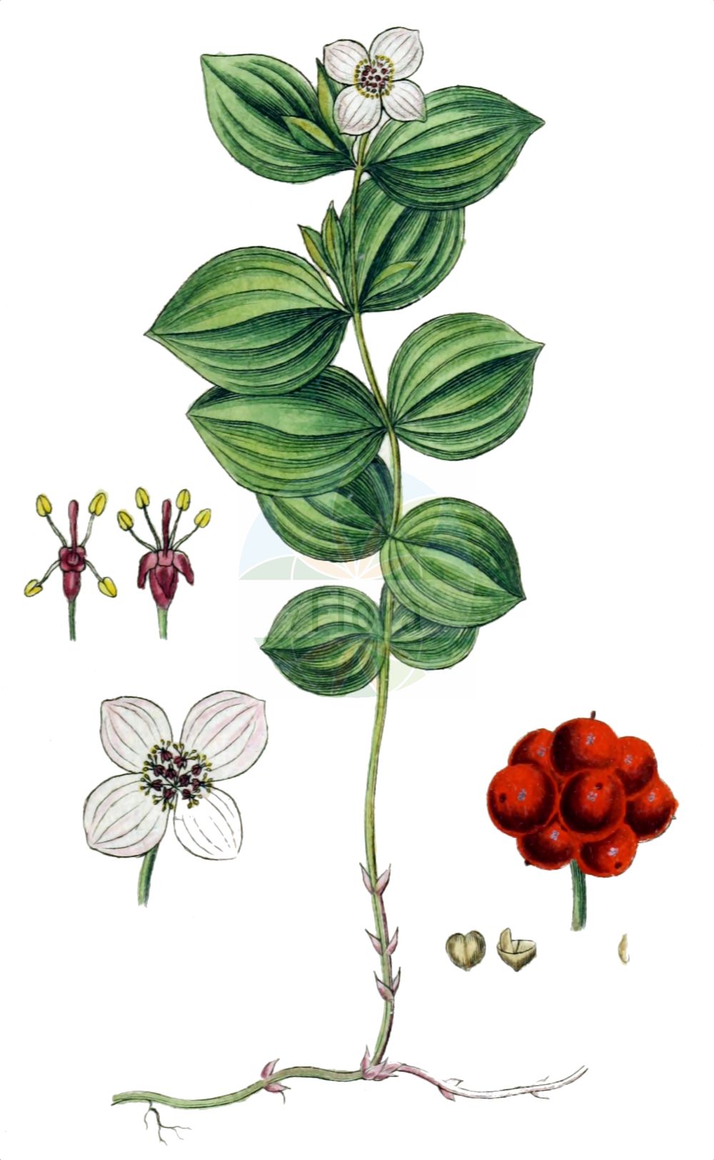Cornus suecica - Cornaceae,Plantae,Pteridobiotina,Angiosperms,Cornales,Cornaceae,Cornus,Cornus suecica,Arctocrania suecica, Chamaepericlymenum suecicum, Chloranthus integrifolius, Cornella suecica, Cornus biramis, Cornus borealis, Cornus herbacea, Cornus suecica f. semivirescens, Cornus suecica f. suecica, Cornus suecica var. leucocarpa, Eukrania suecica, Eukrania suecica,Schwedischer Hartriegel;dwarf cornel;lapland cornel;cornouiller de suède;cornouiller de Suède;sand-skjegg;Zweedse kornoelje;дёрен шведский;кизил шведский;hönsbär;svensk hønsebær;hønsebær;dereń szwedzki;rootsi kukits;zviedrijas pundurgrimonis;skrubbær;ruohokanukka;skollaber