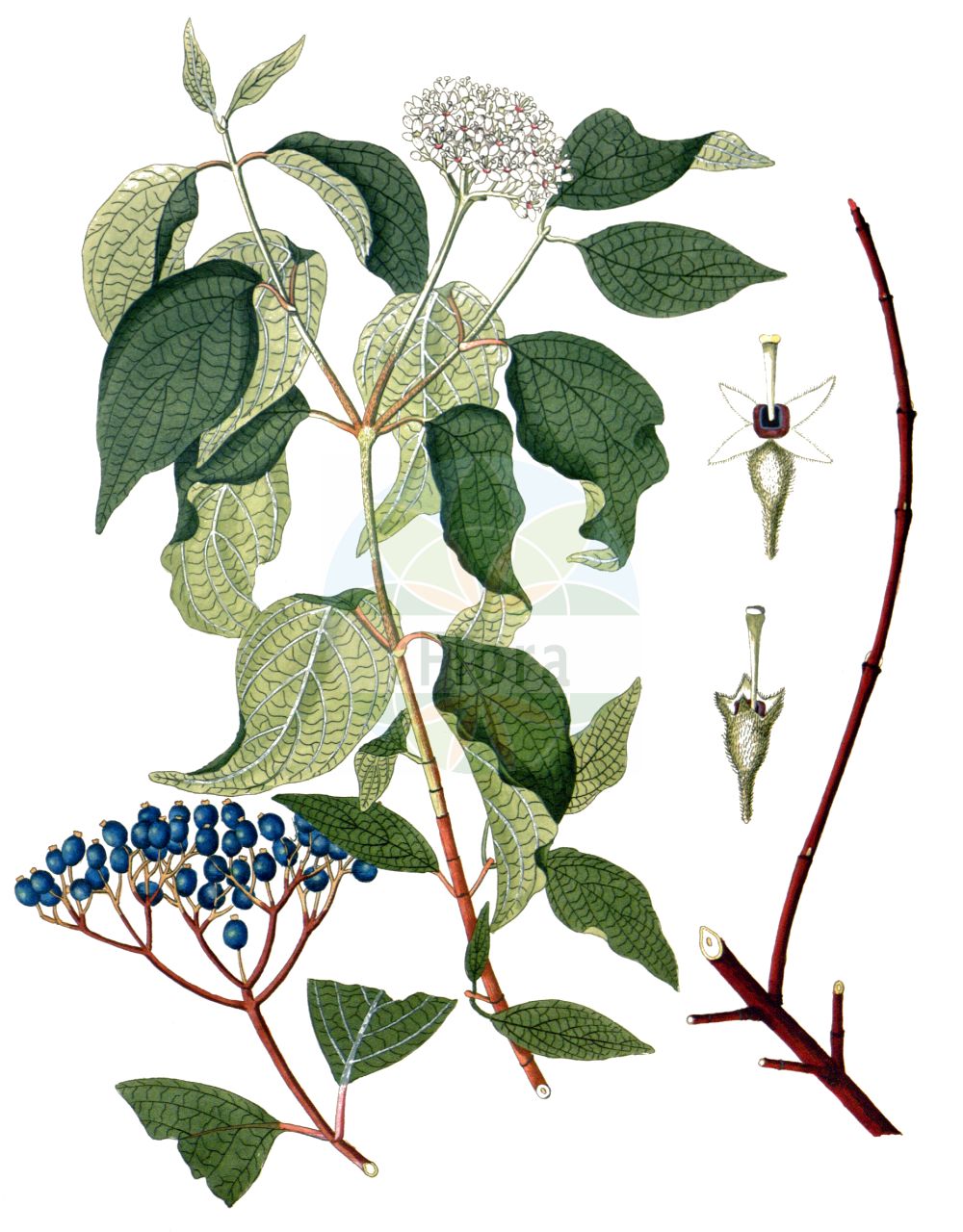 Cornus sericea - Cornaceae,Plantae,Pteridobiotina,Angiosperms,Cornales,Cornaceae,Cornus,Cornus sericea,Cornus alba f. azurea, Cornus alba f. baileyi, Cornus alba subsp. baileyi, Cornus alba subsp. stolonifera, Cornus alba var. angustipetala, Cornus alba var. baileyi, Cornus alba var. behnschi, Cornus alba var. californica, Cornus alba var. coloradensis, Cornus alba var. elata, Cornus alba var. elongata, Cornus alba var. flaviramea, Cornus alba var. interior, Cornus alba var. nitida, Cornus alba var. splendens, Cornus baileyi, Cornus californica, Cornus californica var. nevadensis, Cornus candissima, Cornus instolonea, Cornus interior, Cornus nelsonii, Cornus pubescens, Cornus pubescens var. californica, Cornus purshii, Cornus sericea f. baileyi, Cornus sericea f. californica, Cornus sericea f. interior, Cornus sericea f. stolonifera, Cornus sericea subsp. sericea, Cornus sericea subsp. stolonifera, Cornus sericea var. baileyi, Cornus sericea var. oblongifolia, Cornus stolonifera, Cornus stolonifera f. angustior, Cornus stolonifera f. azurea, Cornus stolonifera f. baileyi, Cornus stolonifera f. californica, Cornus stolonifera f. dolichocarpa, Cornus stolonifera f. flaviramea, Cornus stolonifera f. interior, Cornus stolonifera f. repens, Cornus stolonifera var. angustipetala, Cornus stolonifera var. baileyi, Cornus stolonifera var. behnschii, Cornus stolonifera var. californica, Cornus stolonifera var. coloradensis, Cornus stolonifera var. elata, Cornus stolonifera var. elongata, Cornus stolonifera var. flaviramea, Cornus stolonifera var. interior, Cornus stolonifera var. nitida, Cornus stolonifera var. riparia, Cornus stolonifera var. splendens, Ossea instolonea, Ossea interior, Swida alba subsp. stolonifera, Swida alba var. flaviramea, Swida baileyi, Swida californica, Swida instolonea, Swida interior, Swida sericea, Swida stolonifera, Swida stolonifera var. riparia, Thelycrania baileyi, Thelycrania californica, Thelycrania instolonea, Thelycrania interior, Thelycrania interna, Thelycrania sericea, Thelycrania stolonifera,Eigentlicher Weißer Hartriegel;Seidiger Hartriegel;Sprossender Hartriegel;Weißer Hartriegel;Weiß-Hartriegel;Seidiger Hornstrauch;Weißer Hartriegel;red-osier dogwood;cornouiller stolonifère;hart rouge;Cornouiller soyeux;cornouiller osier;cornouiller stolonifère;cornejo sedoso;cornejo estolonífero;Corniolo serico;corniolo sericeo;canadese kornoelje;дёрен шелковистый;свидина шелковистая;videkornell;pilekornel;dereń rozłogowy;selymes som;svída výběžkatá;svíb červenejúci;кизил блискучий;свидина паросткова;Alaskakornell;lännenpensaskanukka
