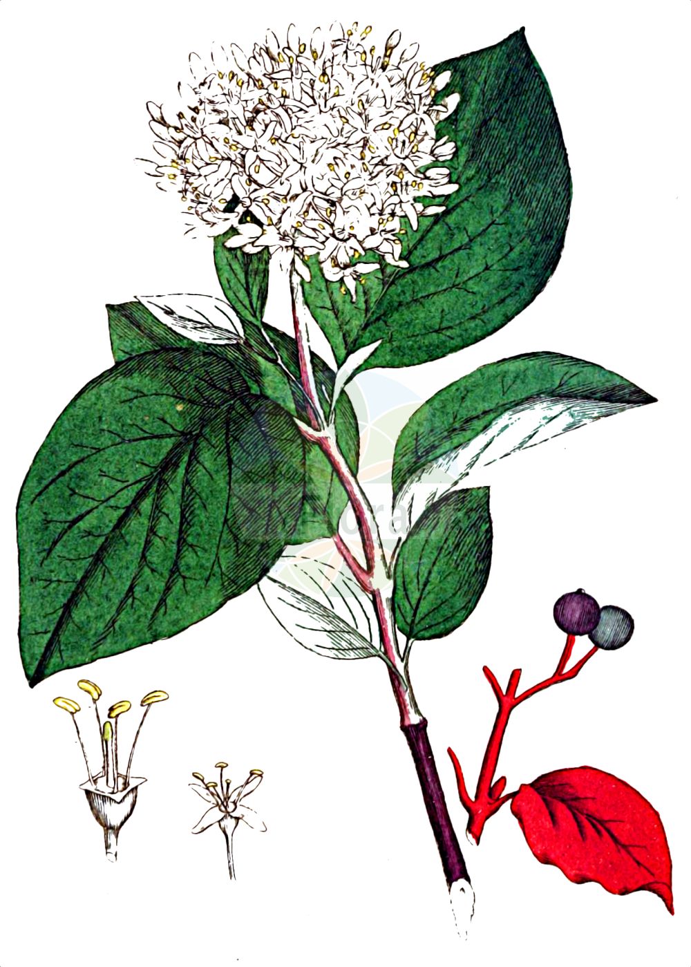 Cornus sanguinea - Cornaceae,Plantae,Pteridobiotina,Angiosperms,Cornales,Cornaceae,Cornus,Cornus sanguinea,Swida sanguinea, Thelycrania sanguinea,Blutroter Hartriegel;Roter Hartriegel;Roter Hornstrauch;Rot-Hartriegel;Hartriegel;dogwood;bloodtwig dogwood;blood-twig cornel;bloody-twig dogwood;common dogwood;dogberry;Cornouiller sanguin;cornouiller rouge;cornouiller femelle;bois punais;bois puant;bois fusain;bois rouge;fraisillon;olivier de Normandie;puègne blanx;sanguin;sanguine;sang-vin;savignon;cornejo hembra;sanguinuelo;sanapudio blanco;cornejo;sanguino;Corniolo sanguinello;sanguina;sanguinello;sanguinella;sand-trav;roode kornoelje;rode kornoelje;sanguinho;sanguinho-legítimo;дёрен красный;свидина кроваво-красная;kiren;thanë;sanguinyol;svibovina;skogskornell;rød kornel;dereń świdwa;rdeči dren;veresgyűrű som;svída krvavá;sânger;drieň krvavý;дерен криваво-червоний;свидина кров'яна;кучешки дрян;verev kontpuu;asinssarkanais grimonis;villkornell;mustamarjakanukka;raudonoji sedula