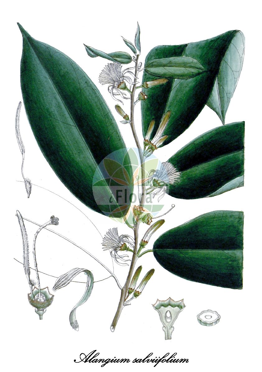 Alangium salviifolium - Cornaceae,Plantae,Pteridobiotina,Angiosperms,Cornales,Cornaceae,Alangium,Alangium salviifolium,Alangium acuminatum, Alangium decapetalum, Alangium lamarckii, Alangium latifolium, Alangium mohillae, Alangium salviifolium subsp. decapetalum, Alangium salviifolium subsp. salviifolium, Alangium sundanum var. miqueliana, Alangium tomentosum, Grewia salviifolia, Karangolum mohillae, Karangolum salviifolium