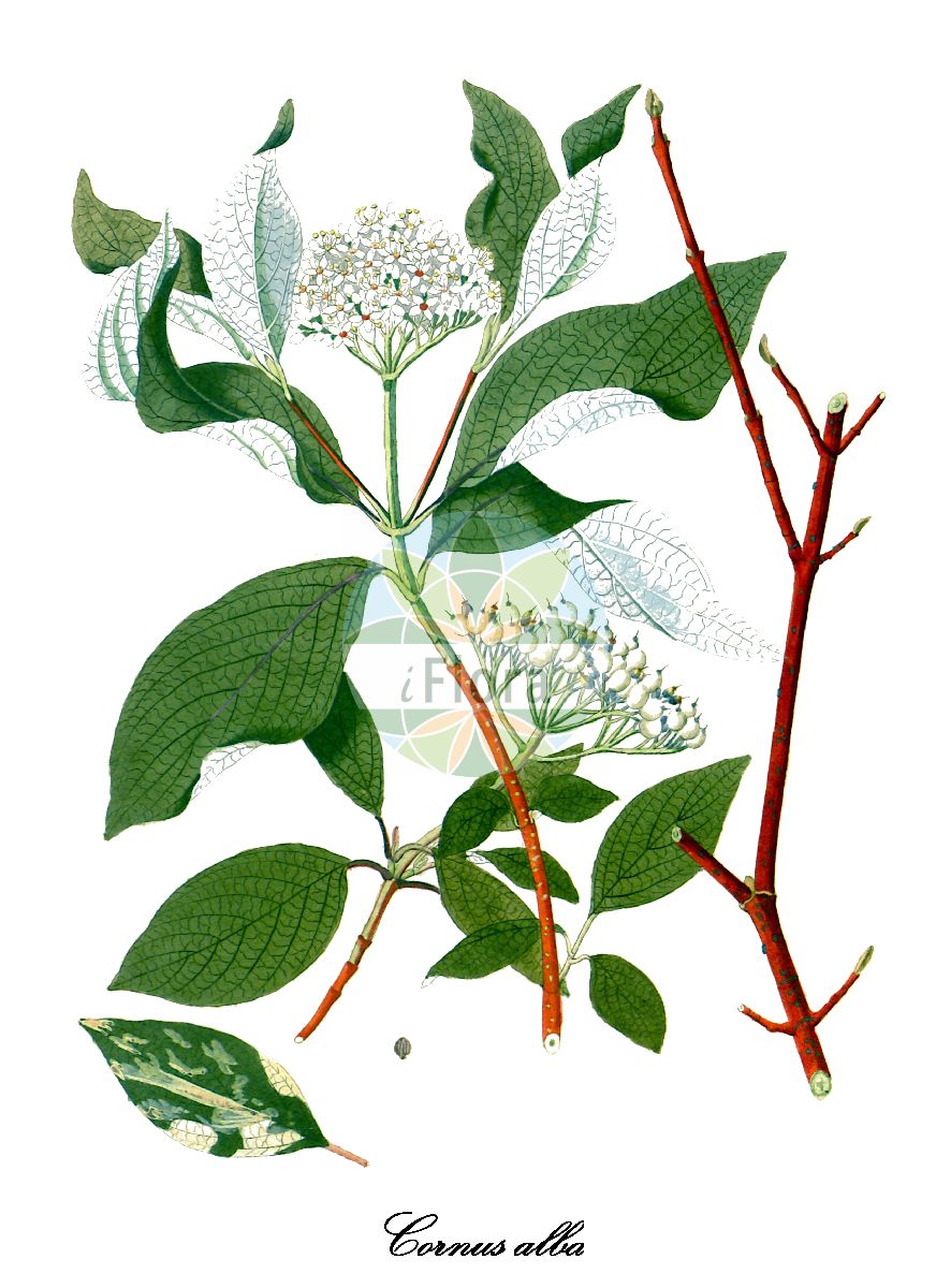 Cornus alba - Cornaceae,Plantae,Pteridobiotina,Angiosperms,Cornales,Cornaceae,Cornus,Cornus alba,Cornus alba f. argenteomarginata, Cornus alba f. gouchaultii, Cornus alba f. rosenthalii, Cornus alba f. sibirica, Cornus alba f. spaethii, Cornus alba subsp. tatarica, Cornus alba var. albomarginata, Cornus alba var. argenteomarginata, Cornus alba var. gouchaultii, Cornus alba var. kesselringii, Cornus alba var. marginata, Cornus alba var. rutokensis, Cornus alba var. sibirica, Cornus alba var. spaethii, Cornus dichotoma, Cornus hessei, Cornus mas var. nana, Cornus pumila, Cornus purpurea, Cornus sibirica, Cornus sibirica, Cornus sibirica var. aureaspaethii, Cornus sibirica var. gouchaultii, Cornus sibirica var. kesselringii, Cornus spaethii, Cornus subumbellata, Cornus tartarica, Cornus tatarica var. sibirica, Swida alba, Swida alba var. argenteo-marginata, Swida alba var. sibirica, Swida hessei, Swida pumila, Swida subumbellata, Thelycrania alba,Weißer Hartriegel;white dogwood;cornouiller à fruits blancs;cornouiller à écorce rouge;cornouiller blanc;cornejo blanco;corniolo corallo;Saracha-nachtschade;witte kornoelje;дерен белый;свидина белая;дёрен белый;videkornell;rysk kornell;hvid kornel;dereń biały;fehér som;svída bílá;drieň biely;дерен білий;свидина біла;sibirkornell;idänpensaskanukka;бели дрен;hóng ruì mù;红瑞木