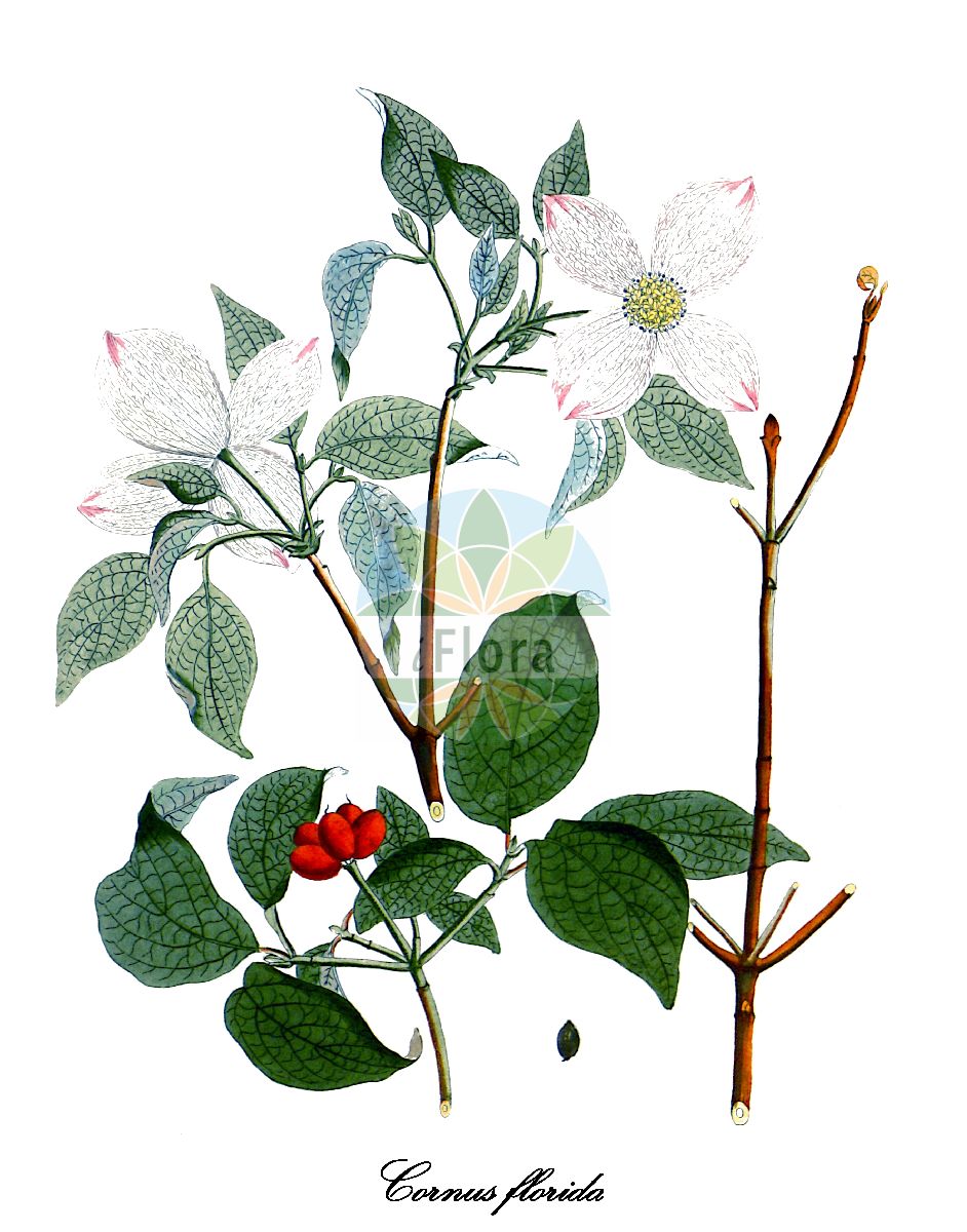 Cornus florida - Cornaceae,Plantae,Pteridobiotina,Angiosperms,Cornales,Cornaceae,Cornus,Cornus florida,Benthamia florida, Benthamidia florida, Benthamidia florida f. pendula, Benthamidia florida f. pluribracteata, Benthamidia florida f. rubra, Benthamidia florida f. xanthocarpa, Benthamidia florida var. pendula, Benthamidia florida var. rubra, Benthamidia florida var. urbiniana, Benthamidia florida var. urbiniana, Cornus candidissima, Cornus florida f. florida, Cornus florida f. pendula, Cornus florida f. pluribracteata, Cornus florida f. purpurea, Cornus florida f. rubra, Cornus florida f. xanthocarpa, Cornus florida subsp. urbiniana, Cornus florida var. florida, Cornus florida var. pendula, Cornus florida var. rosea, Cornus florida var. rubra, Cornus florida var. rubra, Cornus florida var. urbiniana, Cornus florida var. xanthocarpa, Cornus urbiniana, Cynoxylon florida, Cynoxylon floridum, Cynoxylon floridum, Cynoxylon floridum var. pendulum, Cynoxylon floridum var. rubrum,Amerikanischer Blumen-Hartriegel;flowering dogwood