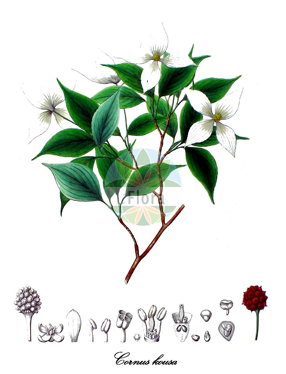 Cornus kousa - Cornaceae,Plantae,Pteridobiotina,Angiosperms,Cornales,Cornaceae,Cornus,Cornus kousa,Benthamia japonica, Benthamia kousa, Benthamidia japonica, Cynoxylon japonicum, Cynoxylon kousa, Dendrobenthamia japonica,kousa dogwood