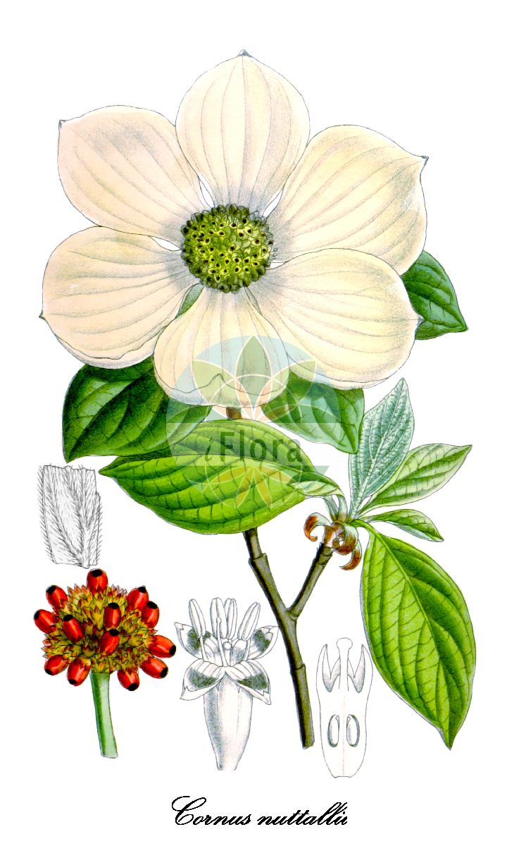 Cornus nuttallii - Cornaceae,Plantae,Pteridobiotina,Angiosperms,Cornales,Cornaceae,Cornus,Cornus nuttallii,Benthamia nuttallii, Benthamidia nuttallii, Cynoxylon nuttallii,Nuttalls Blüten-Hartriegel;mountain dogwood;pacific dogwood