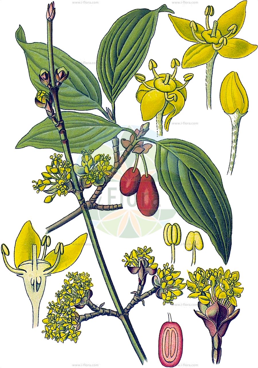 Cornus mas - Cornaceae,Plantae,Pteridobiotina,Angiosperms,Cornales,Cornaceae,Cornus,Cornus mas,Cornus erythrocarpa, Cornus flava, Cornus homerica, Cornus mas f. alba, Cornus mas f. albocarpa, Cornus mas f. andrzejowskii, Cornus mas f. aurea, Cornus mas f. aurea-elegantissima, Cornus mas f. conica, Cornus mas f. elegantissima, Cornus mas f. flava, Cornus mas f. luteocarpa, Cornus mas f. macrocarpa, Cornus mas f. macrocarpa, Cornus mas f. microcarpa, Cornus mas f. nana, Cornus mas f. oxycarpa, Cornus mas f. polonica, Cornus mas f. pyriformis, Cornus mas f. variegata, Cornus mas var. alba, Cornus mas var. albocarpa, Cornus mas var. aurea-elegantissima, Cornus mas var. flava, Cornus mas var. nana, Cornus mas var. oblongifolia, Cornus mas var. sphaerocarpa, Cornus mas var. variegata, Cornus mas var. xanthocarpa, Cornus mascula, Cornus mascula var. aureaelegantissima, Cornus nudiflora, Cornus praecox, Cornus vernalis, Eukrania mascula, Eukrania mascula, Macrocarpium mas,Gelber Hartriegel;Gelber Hornstrauch;Herlitze;Gelb-Hartriegel;Kornelkirsche;Echte Kornelkirsche;cornelian-cherry;european cornel;cornelian cherry;cornel cherry;dogwood;male dogwood;Cornouiller mâle;cornier sauvage;cornouiller des bois;aournier;bois de fer;cormier;cornier;corniolay;cornouiller des haies;cornouiller sauvage;courgelier;fuselier;savignon;cornejo;cornizo;cornejo macho;cuerno;Corniolo maschio;crognolo;corniolo;gele kornoelje;geele kornoelje;Sankta Brittas lök;дёрен мужской;кизил мужской;кизил обыкновенный;kızılcık;thanë;corneller mascle;drijen;körsbärskornell;kirsebær-kornel;dereń jadalny;dereń właściwy;rumeni dren;húsos som;dřín;dřín jarní;svída dřín;corn;drieň obyčajný;дерен справжній;кизил справжній;обикновен дрян;bærkornell;punamarjakanukka