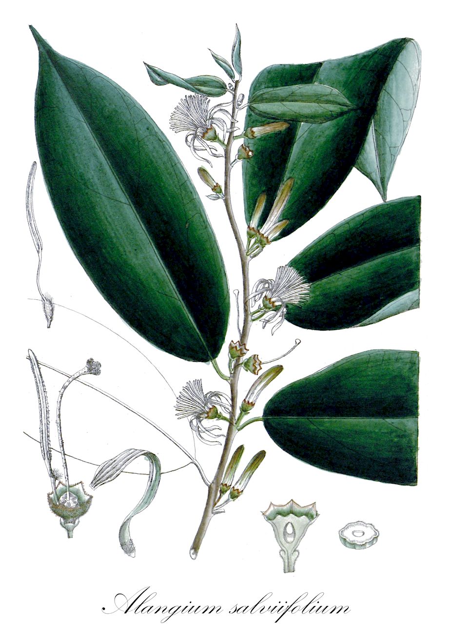 Alangium salviifolium - Cornaceae,Plantae,Pteridobiotina,Angiosperms,Cornales,Cornaceae,Alangium,Alangium salviifolium,Alangium acuminatum, Alangium decapetalum, Alangium lamarckii, Alangium latifolium, Alangium mohillae, Alangium salviifolium subsp. decapetalum, Alangium salviifolium subsp. salviifolium, Alangium sundanum var. miqueliana, Alangium tomentosum, Grewia salviifolia, Karangolum mohillae, Karangolum salviifolium