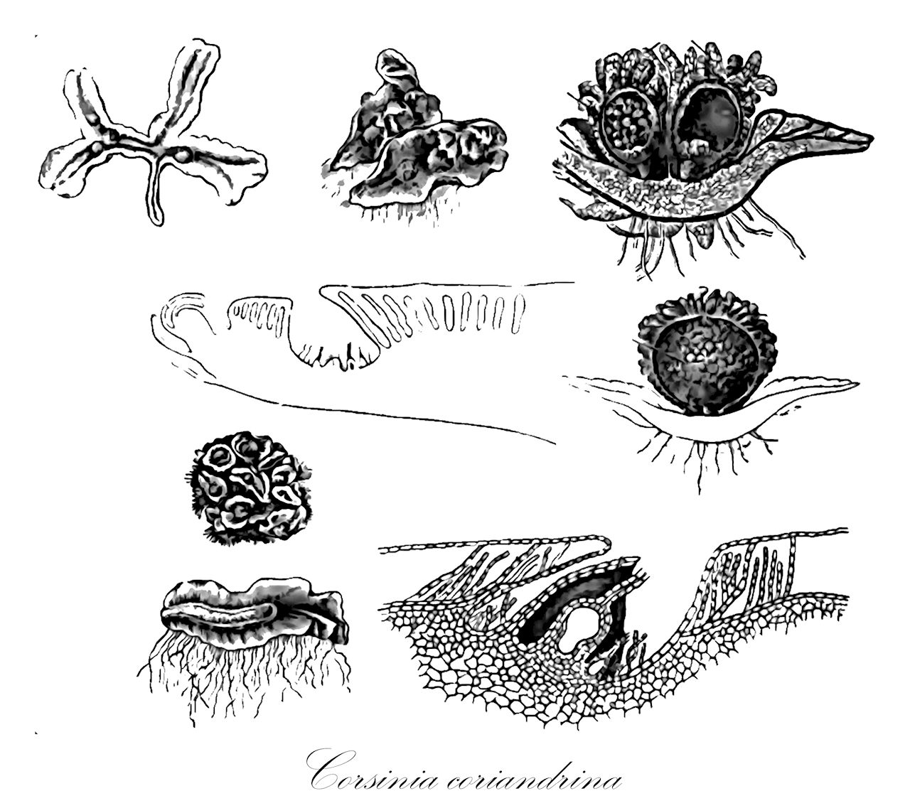 Corsinia coriandrina - Corsiniaceae,Plantae,Bryobiotina,Marchantiophyta,Marchantiopsida,Marchantiidae,Marchantiales,Corsiniaceae,Corsinia,Corsinia coriandrina,Brissocarpus riccioides, Corsinia marchantioides, Corsinia marchantioides f. major, Corsinia marchantioides f. simplicior, Corsinia marchantioides var. gymnocarpa, Corsinia marchantioides var. involucrata, Corsinia reticulata, Guentheria graveolens, Guentheria marchantioides, Riccia coriandrina, Riccia glauca var. coriandrina, Riccia reticulata, Tessellina coriandrina