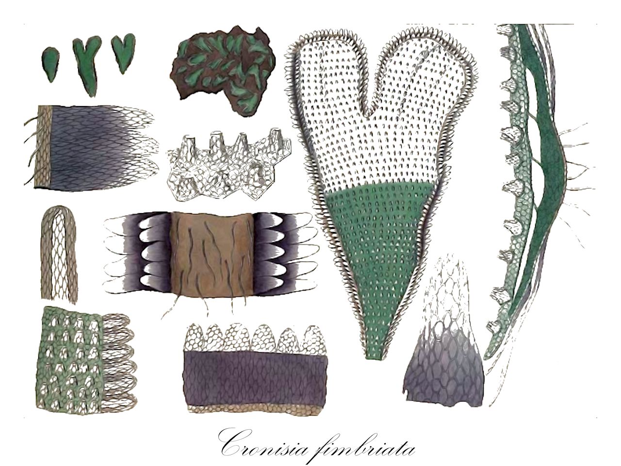 Cronisia fimbriata - Corsiniaceae,Plantae,Bryobiotina,Marchantiophyta,Marchantiopsida,Marchantiidae,Marchantiales,Corsiniaceae,Cronisia,Cronisia fimbriata,Cronisia mexicana, Exormotheca fimbriata, Myriorrhynchus fimbriatus, Riccia fimbriata