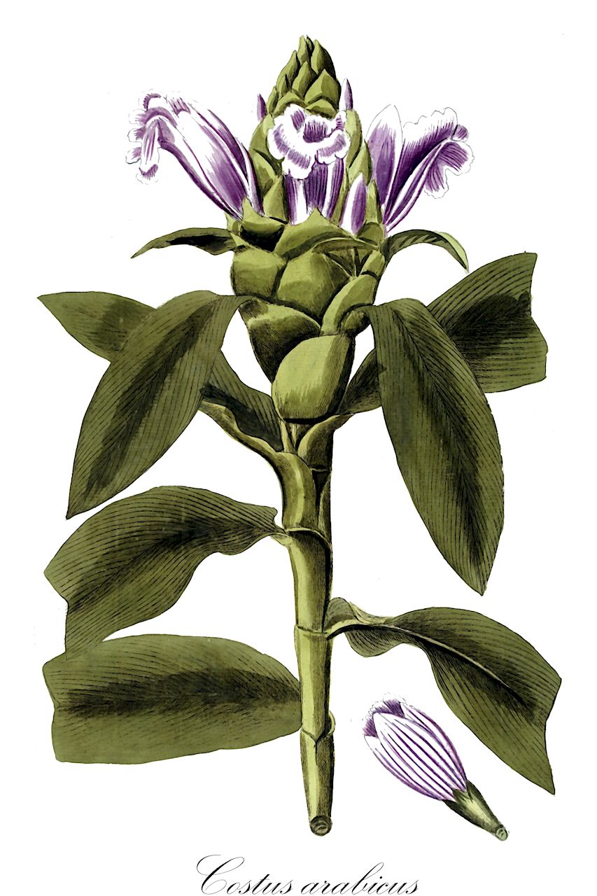 Costus arabicus - Costaceae,Plantae,Pteridobiotina,Angiosperms,Zingiberales,Costaceae,Costus,Costus arabicus,Alpinia arabica, Costus arrabidae, Costus brasiliensis, Costus discolor, Costus glabratus, Costus glabratus var. niveopurpureus, Costus gracilis, Costus niveopurpureus, Costus niveus, Costus pilgeri, Costus pubescens, Costus pubescens f. fibrillosa, Costus ramosus, Costus sextus, Costus spiralis var. hirsutus, Costus validus, Costus verschaffeltianus, Costus verschaffeltii