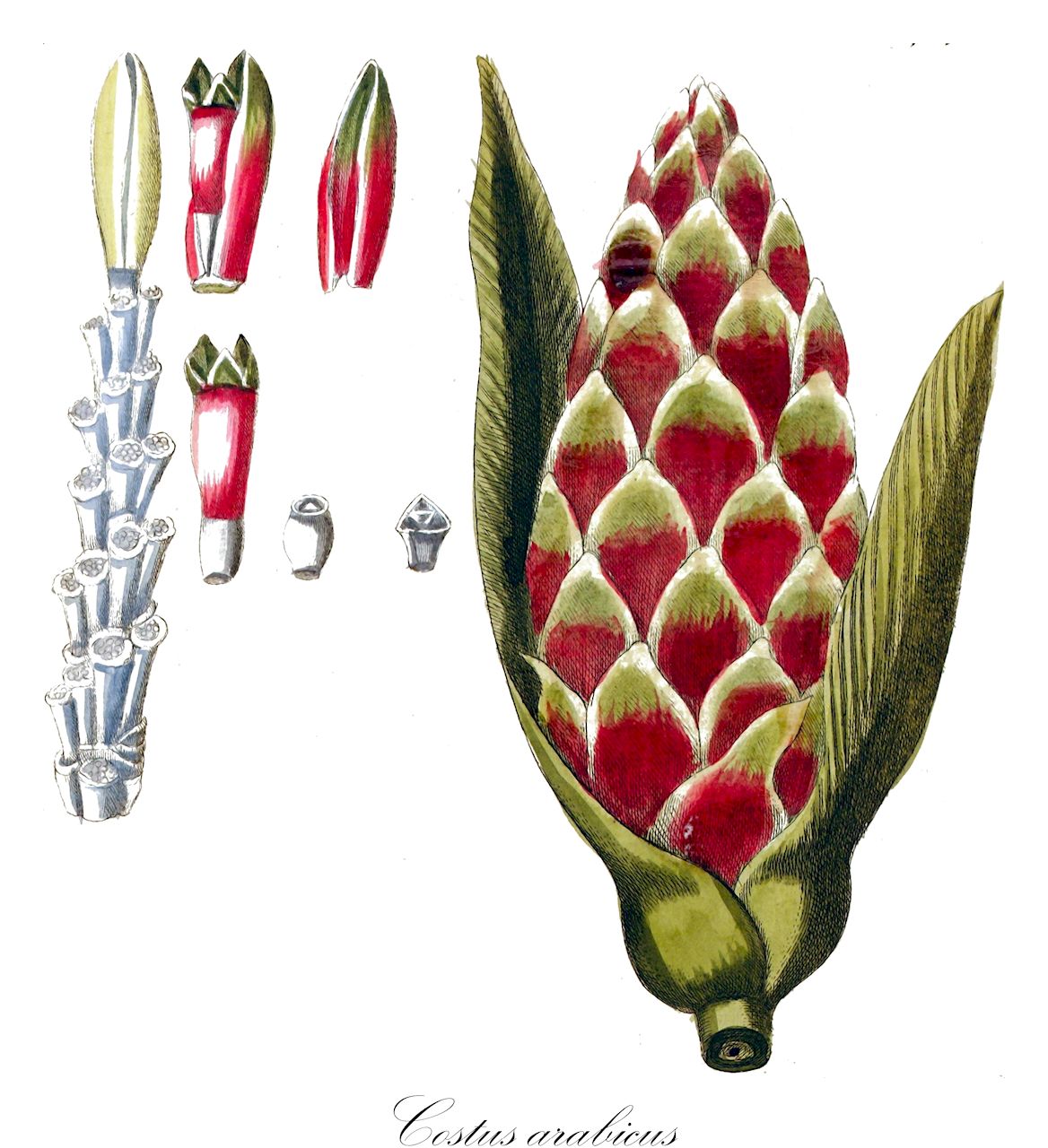 Costus arabicus - Costaceae,Plantae,Pteridobiotina,Angiosperms,Zingiberales,Costaceae,Costus,Costus arabicus,Alpinia arabica, Costus arrabidae, Costus brasiliensis, Costus discolor, Costus glabratus, Costus glabratus var. niveopurpureus, Costus gracilis, Costus niveopurpureus, Costus niveus, Costus pilgeri, Costus pubescens, Costus pubescens f. fibrillosa, Costus ramosus, Costus sextus, Costus spiralis var. hirsutus, Costus validus, Costus verschaffeltianus, Costus verschaffeltii