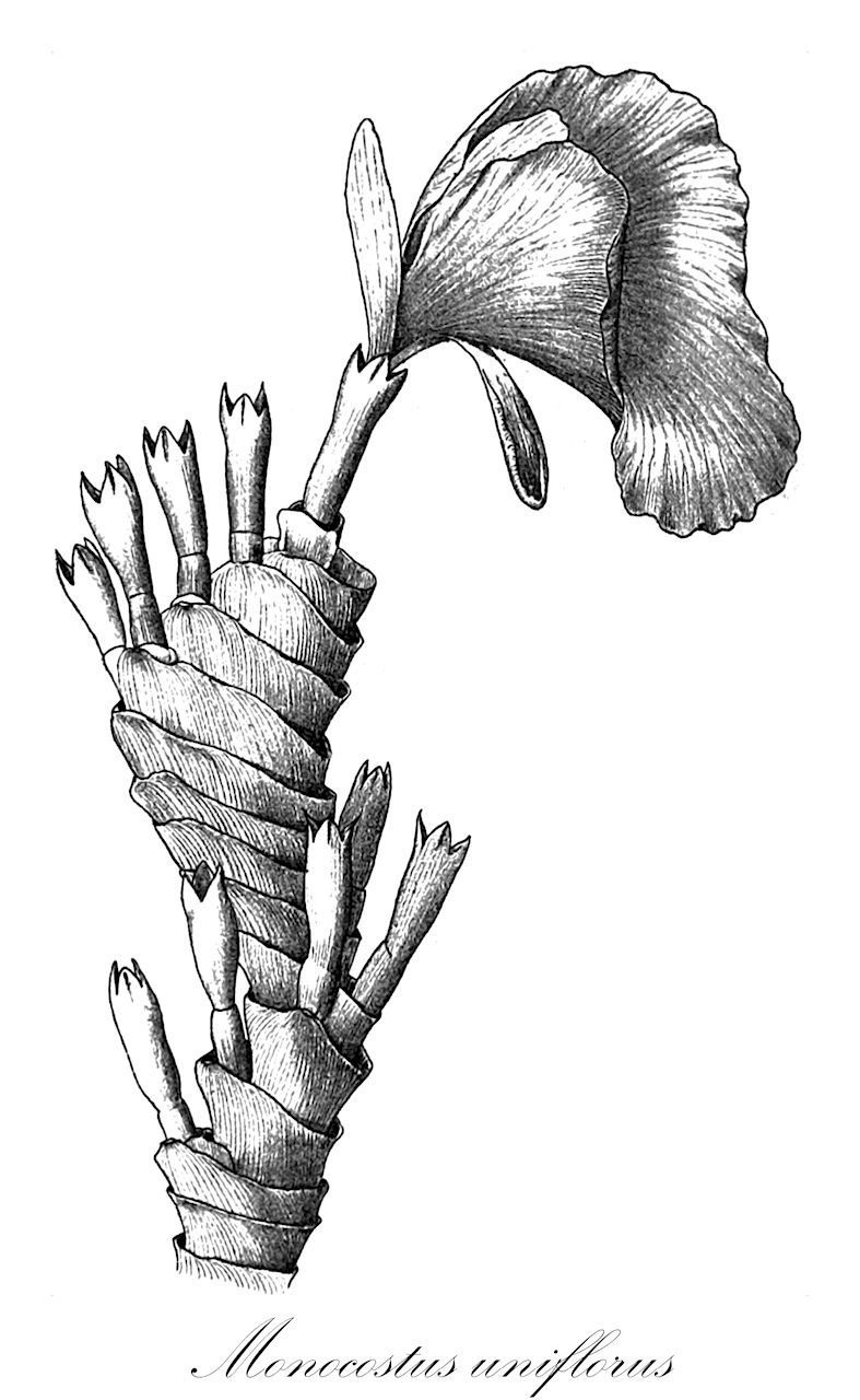 Monocostus uniflorus - Costaceae,Plantae,Pteridobiotina,Angiosperms,Zingiberales,Costaceae,Monocostus,Monocostus uniflorus,Costus uniflorus, Dimerocostus uniflorus, Monocostus ulei