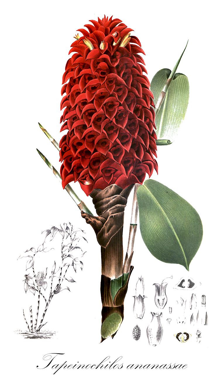 Tapeinochilos ananassae - Costaceae,Plantae,Pteridobiotina,Angiosperms,Zingiberales,Costaceae,Tapeinochilos,Tapeinochilos ananassae,Costus ananassae, Costus pungens, Tapeinochilos australis, Tapeinochilos pungens, Tapeinochilos pungens var. queenslandiae, Tapeinochilos pungens var. teysmannianus, Tapeinochilos queenslandiae, Tapeinochilos teysmannianus,Tapeinochilus